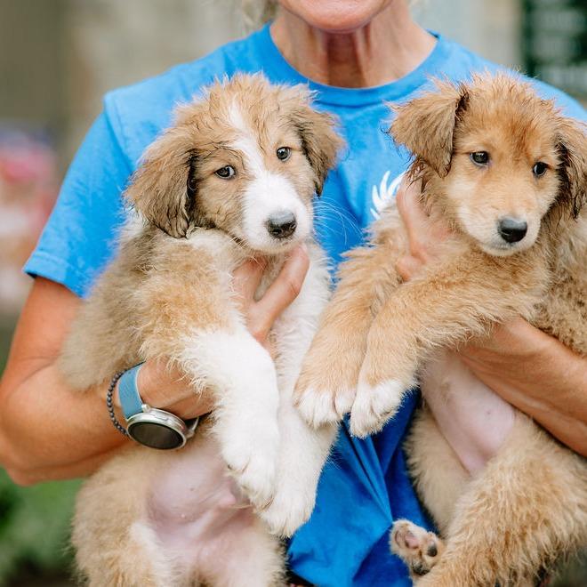 Navy, an adopted mixed breed in Chester Springs, PA image 2/2