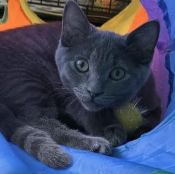 Enlarge Ciara, a Adoptable mixed breed in Sacramento, CA image 2/2