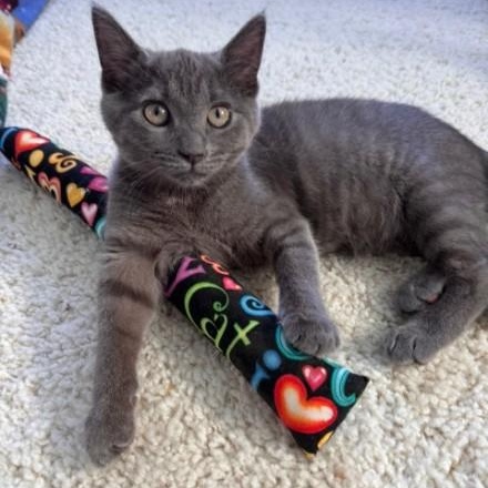 Ciara, Adoptable, Kitten Female Domestic Short Hair.