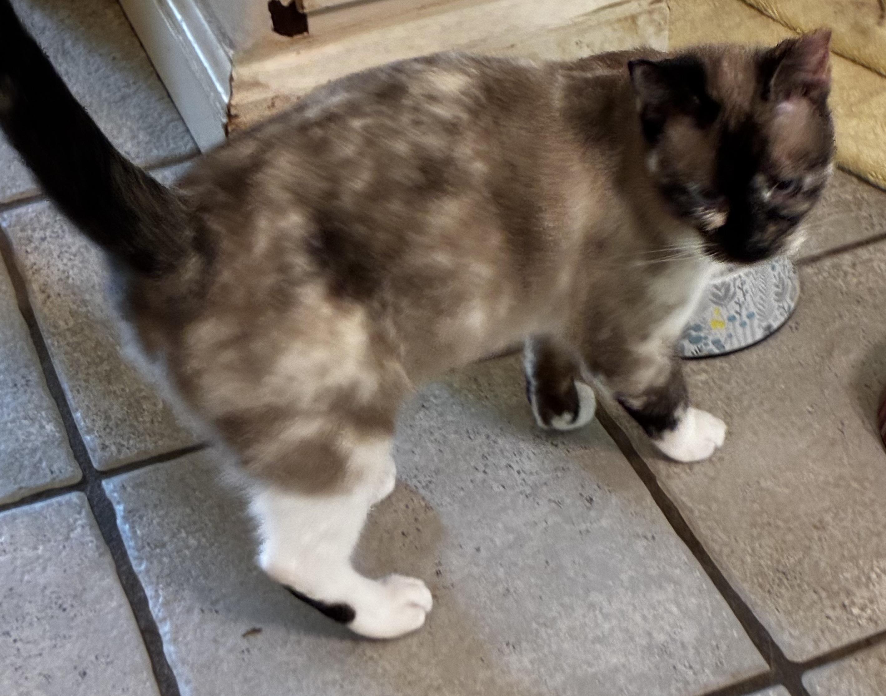 Ash, an adopted mixed breed in Mobile, AL image 2/3