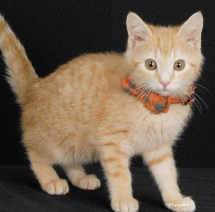 Danny, adoptable, Young Male Domestic Short Hair & Tabby.