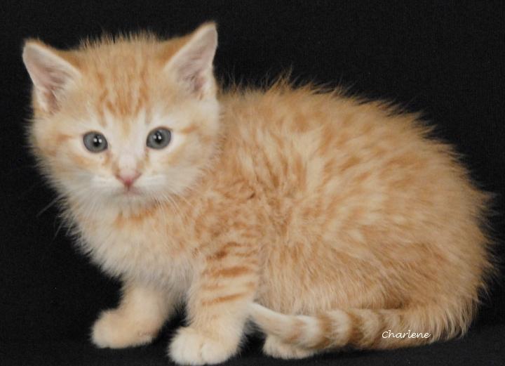 Enlarge Danny, an adoptable mixed breed in Newland, NC image 1/1