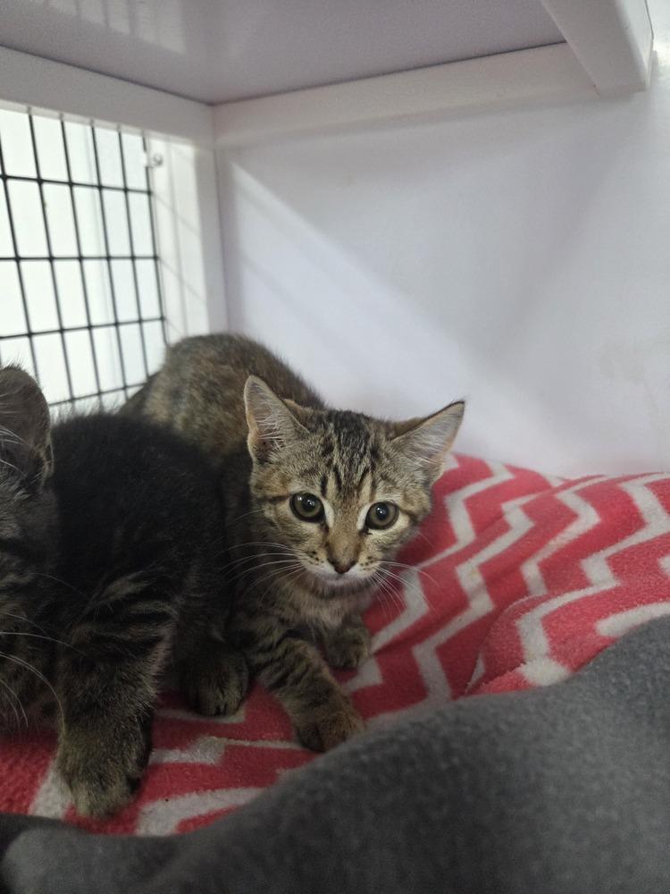 Bramble, Adoptable, Kitten Female Domestic Short Hair.