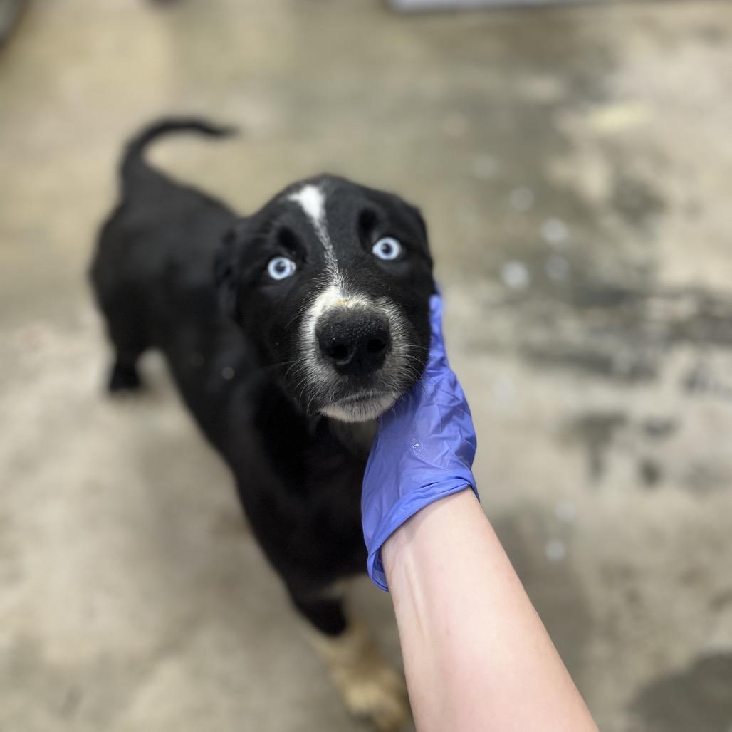 Bear, Adoptable, Puppy Male Shepherd.
