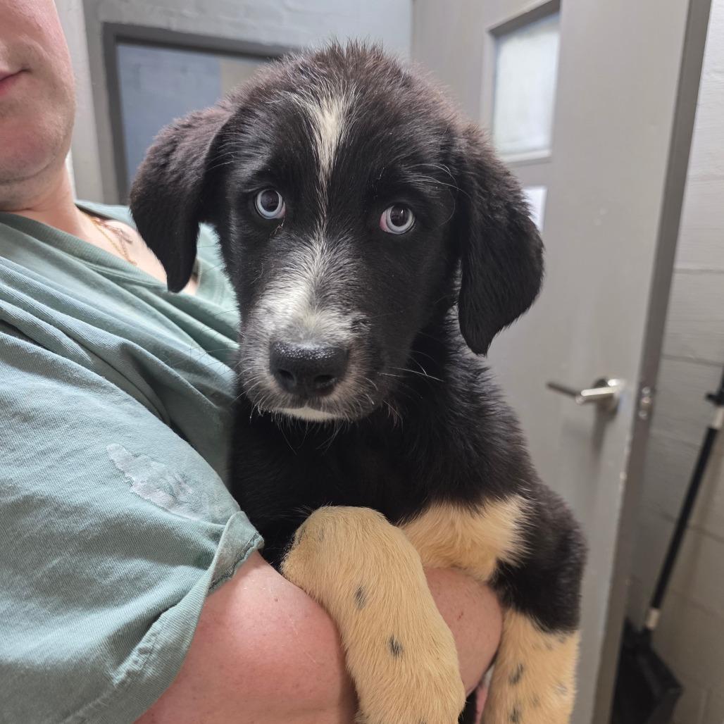 Enlarge Bear, a Adoptable mixed breed in Clanton, AL image 2/2