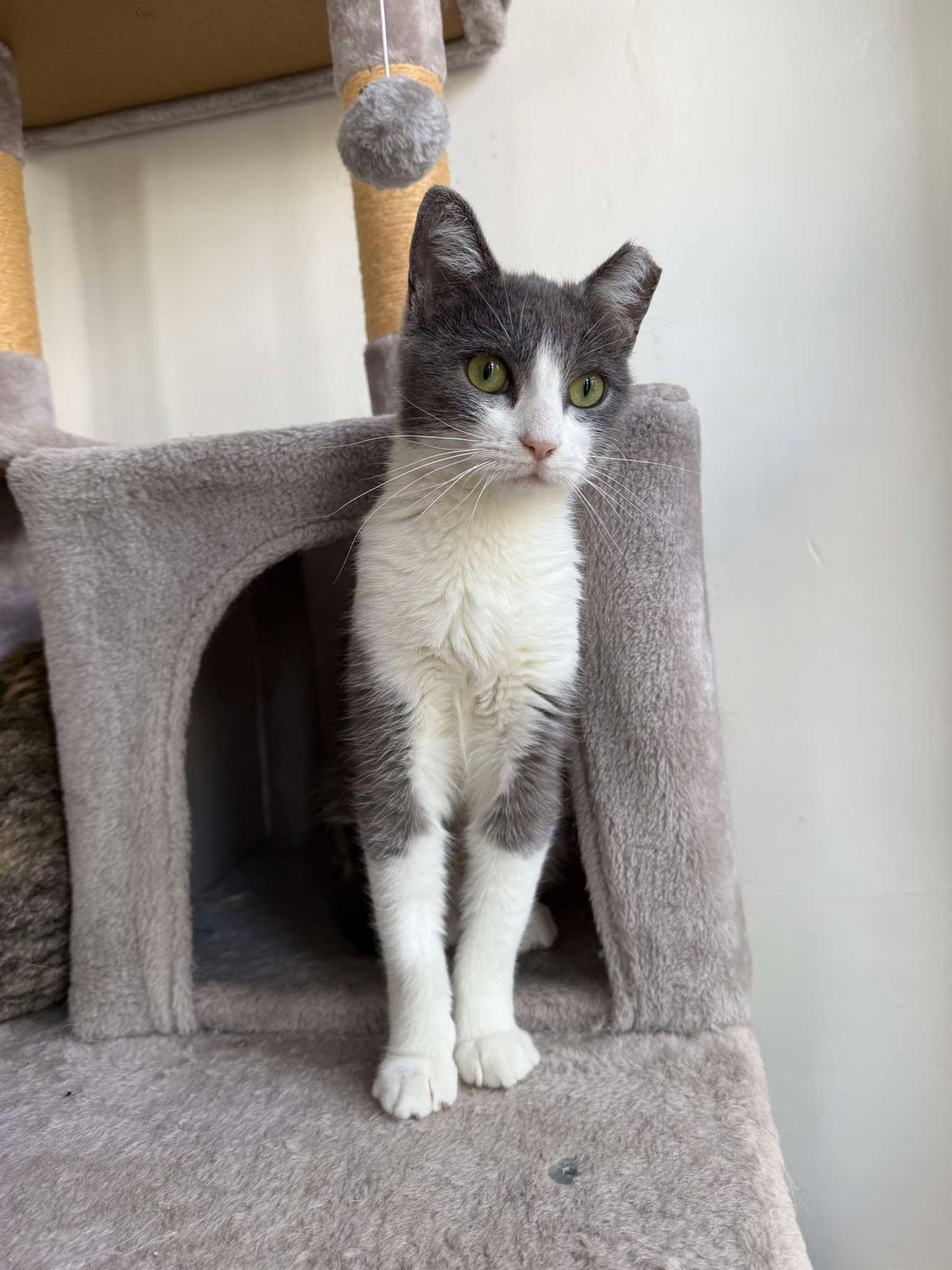 Cocktail, Adoptable, Adult Female Domestic Short Hair.