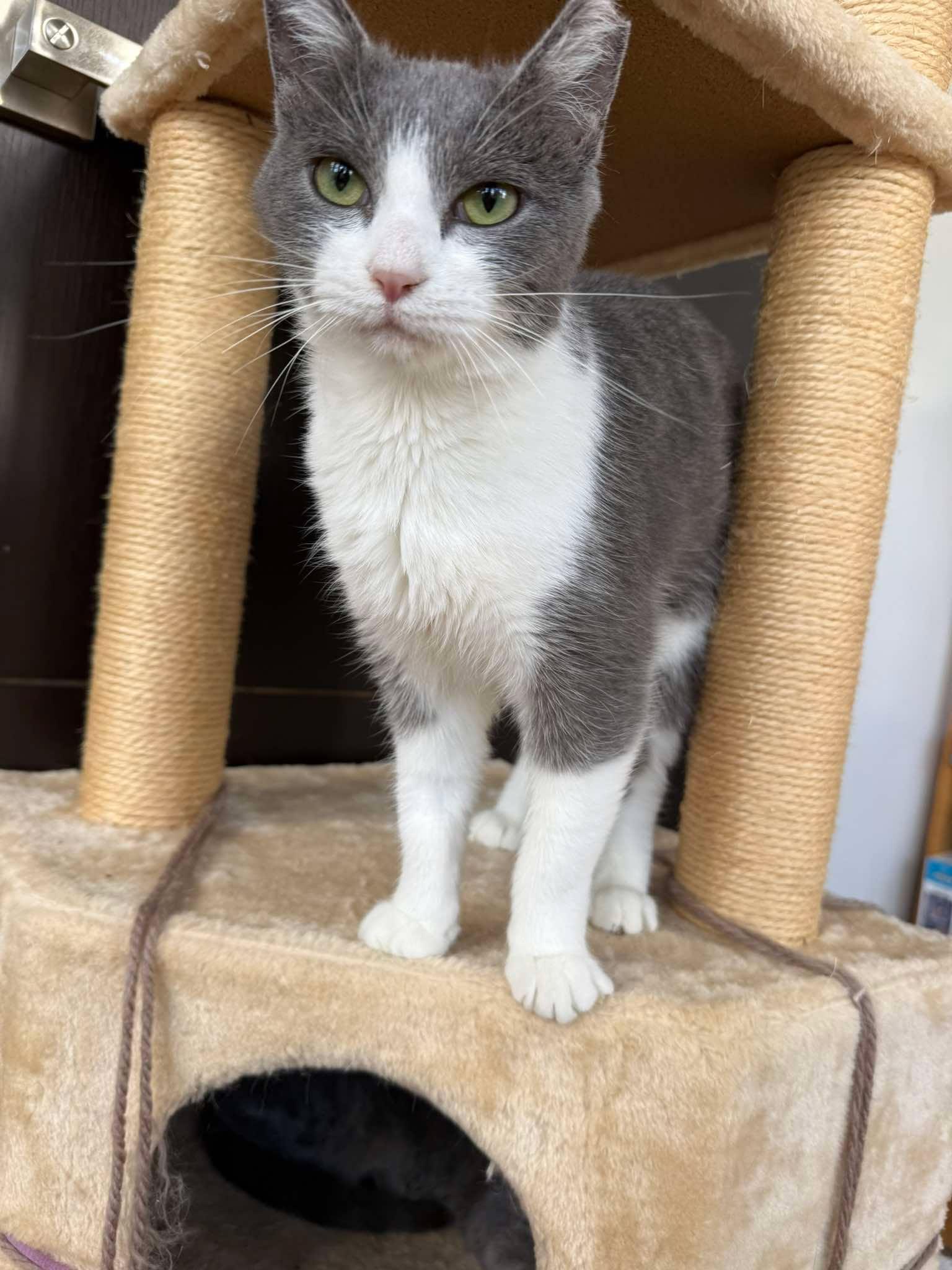 Enlarge Cocktail, a Adoptable Domestic Short Hair in Maple Heights, OH image 2/3