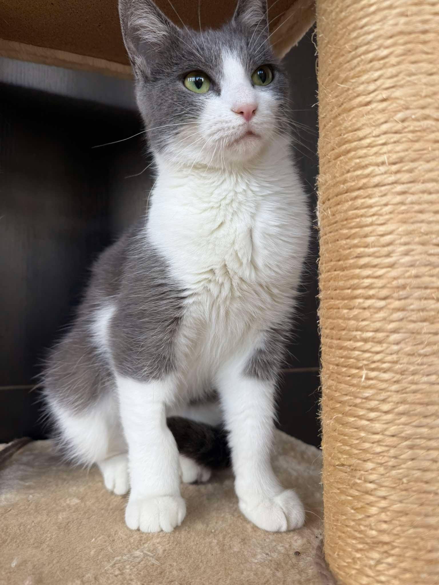 Enlarge Cocktail, a Adoptable Domestic Short Hair in Maple Heights, OH image 3/3