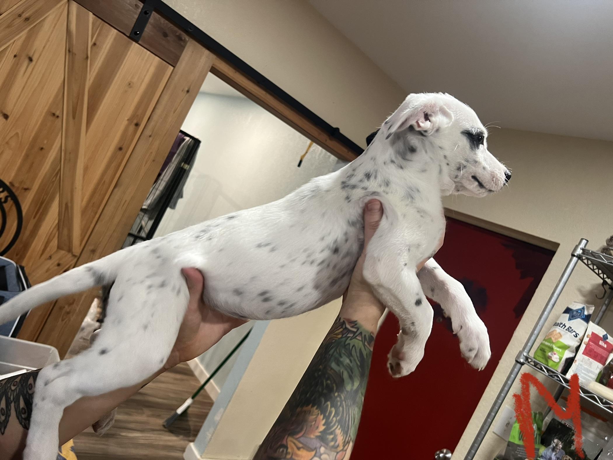 Enlarge Aaron Samuels, a Adopted mixed breed in San Antonio, TX image 1/4