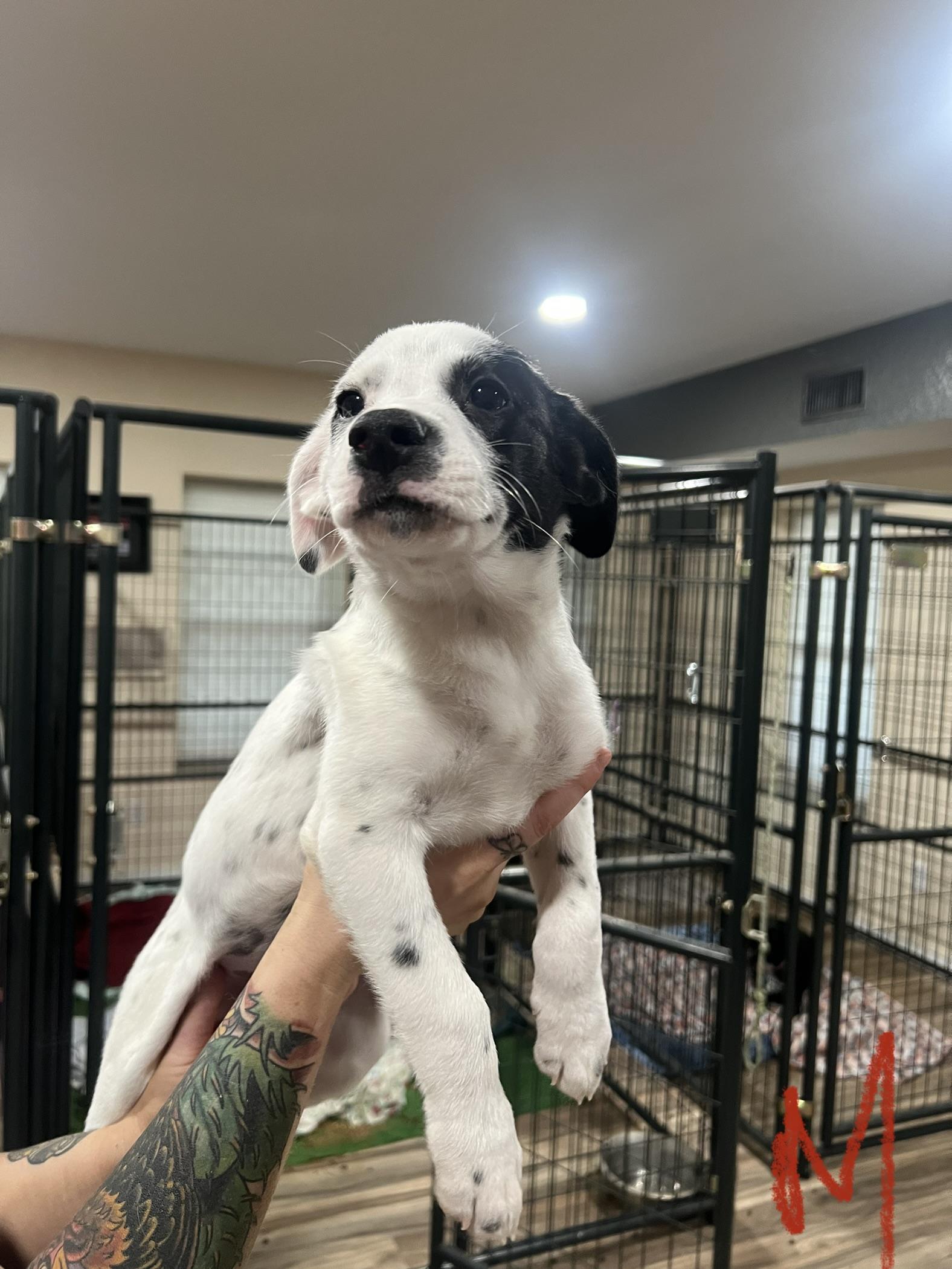 Enlarge Aaron Samuels, a Adopted mixed breed in San Antonio, TX image 2/4