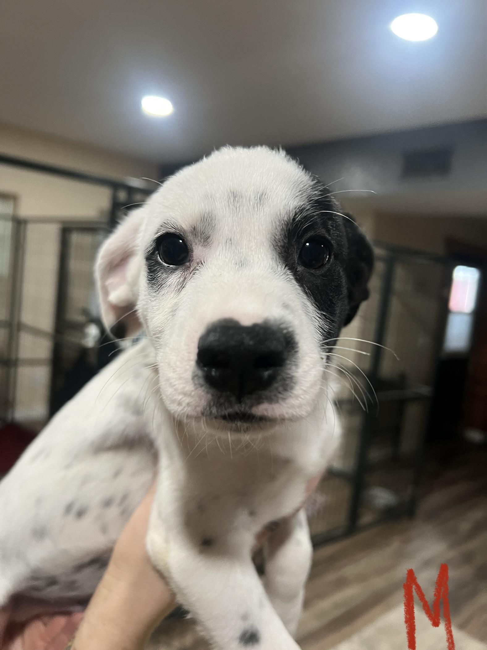 Enlarge Aaron Samuels, a Adopted mixed breed in San Antonio, TX image 3/4