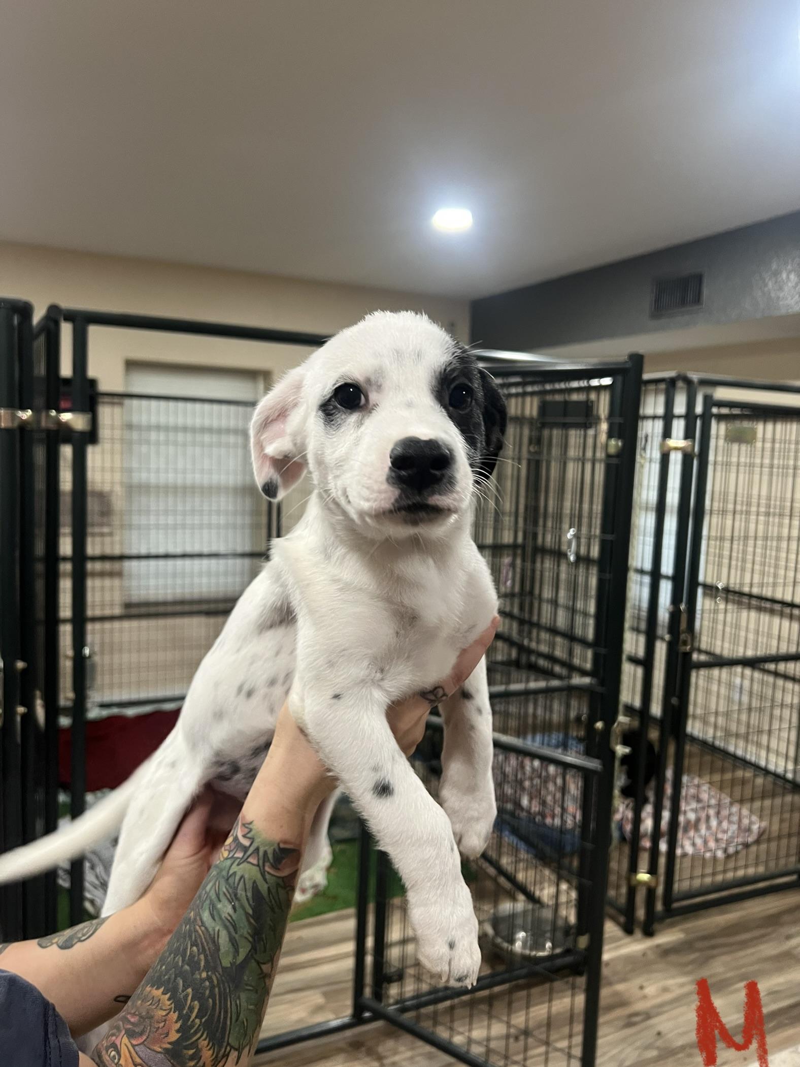 Enlarge Aaron Samuels, a Adopted mixed breed in San Antonio, TX image 4/4