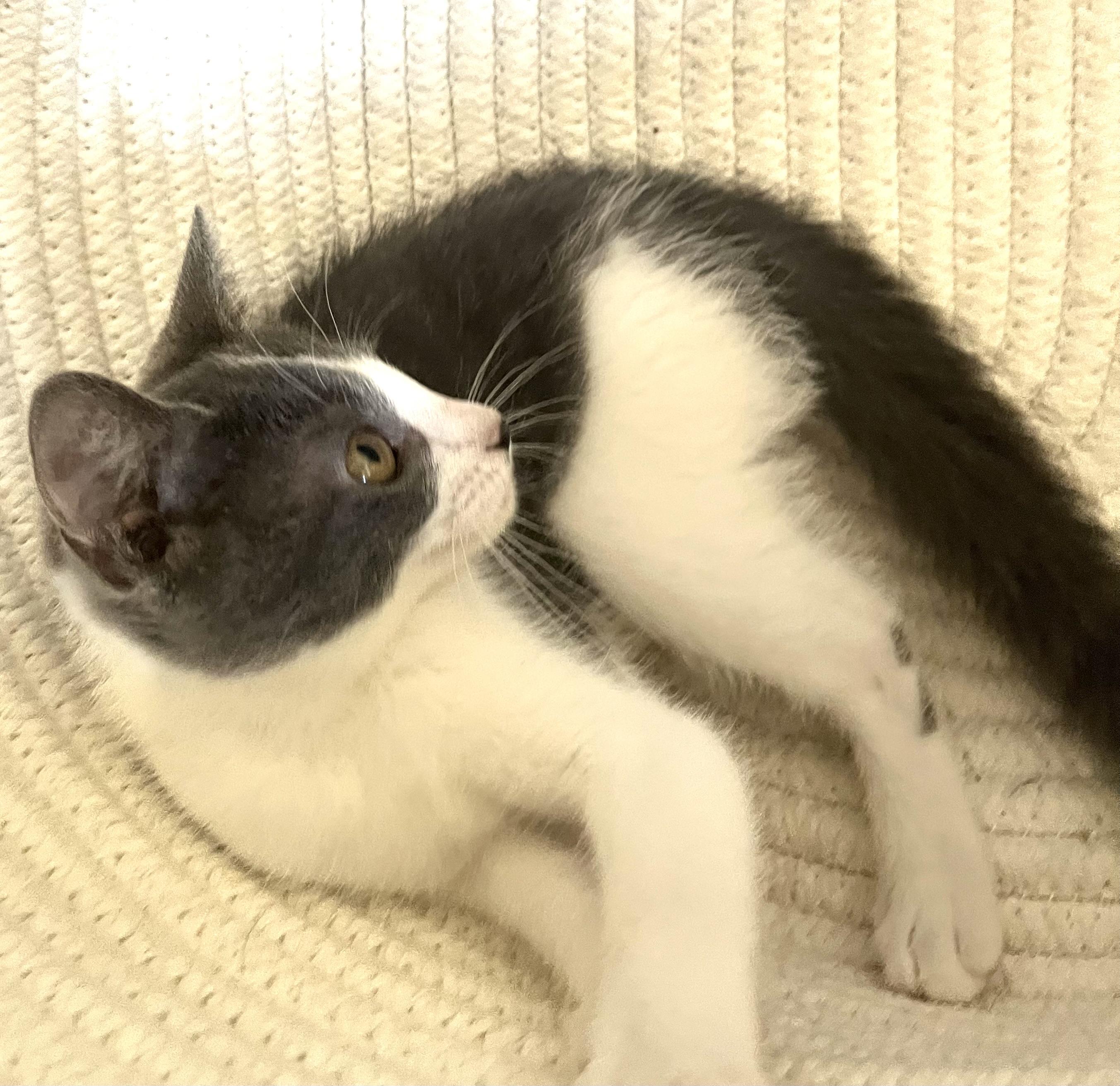 Enlarge Nyx, a Adopted mixed breed in Arlington, TX image 3/4