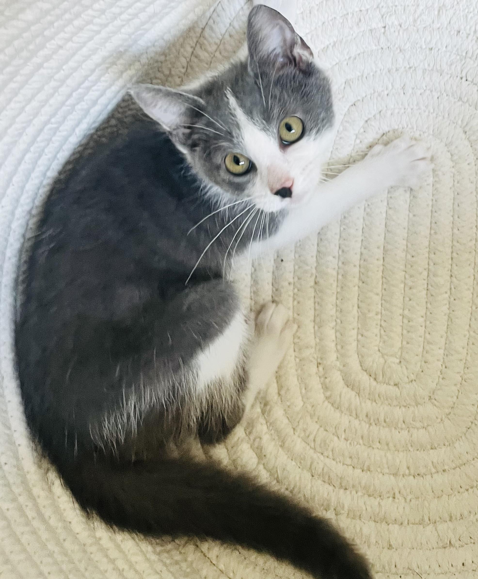 Enlarge Nyx, a Adopted mixed breed in Arlington, TX image 4/4