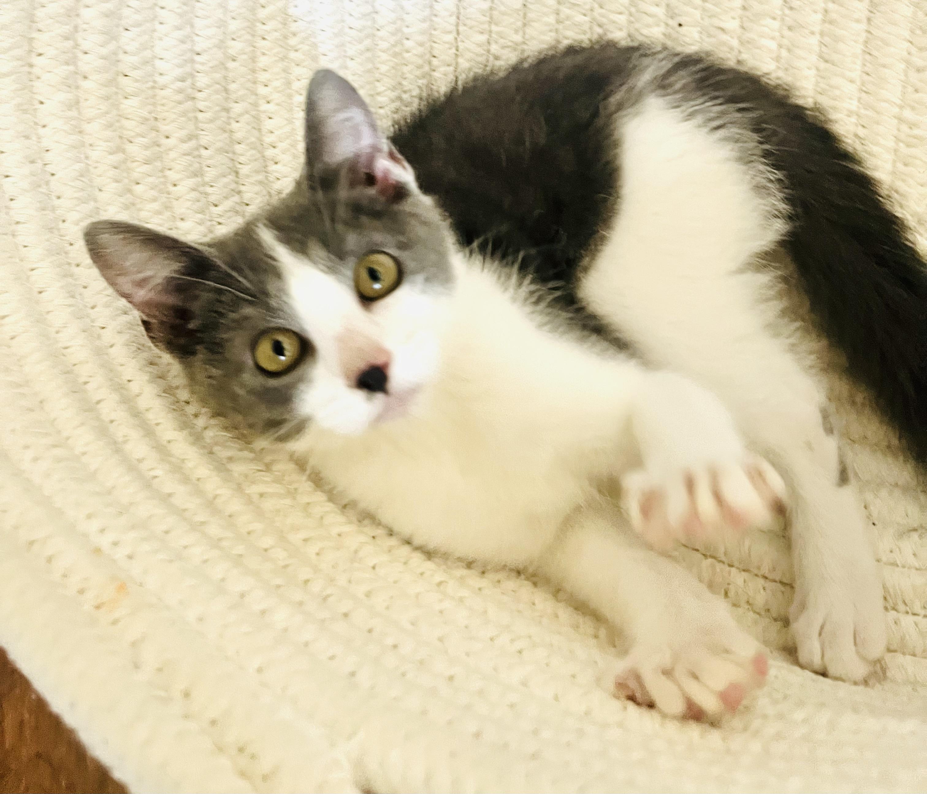 Enlarge Nyx, a Adopted mixed breed in Arlington, TX image 2/4