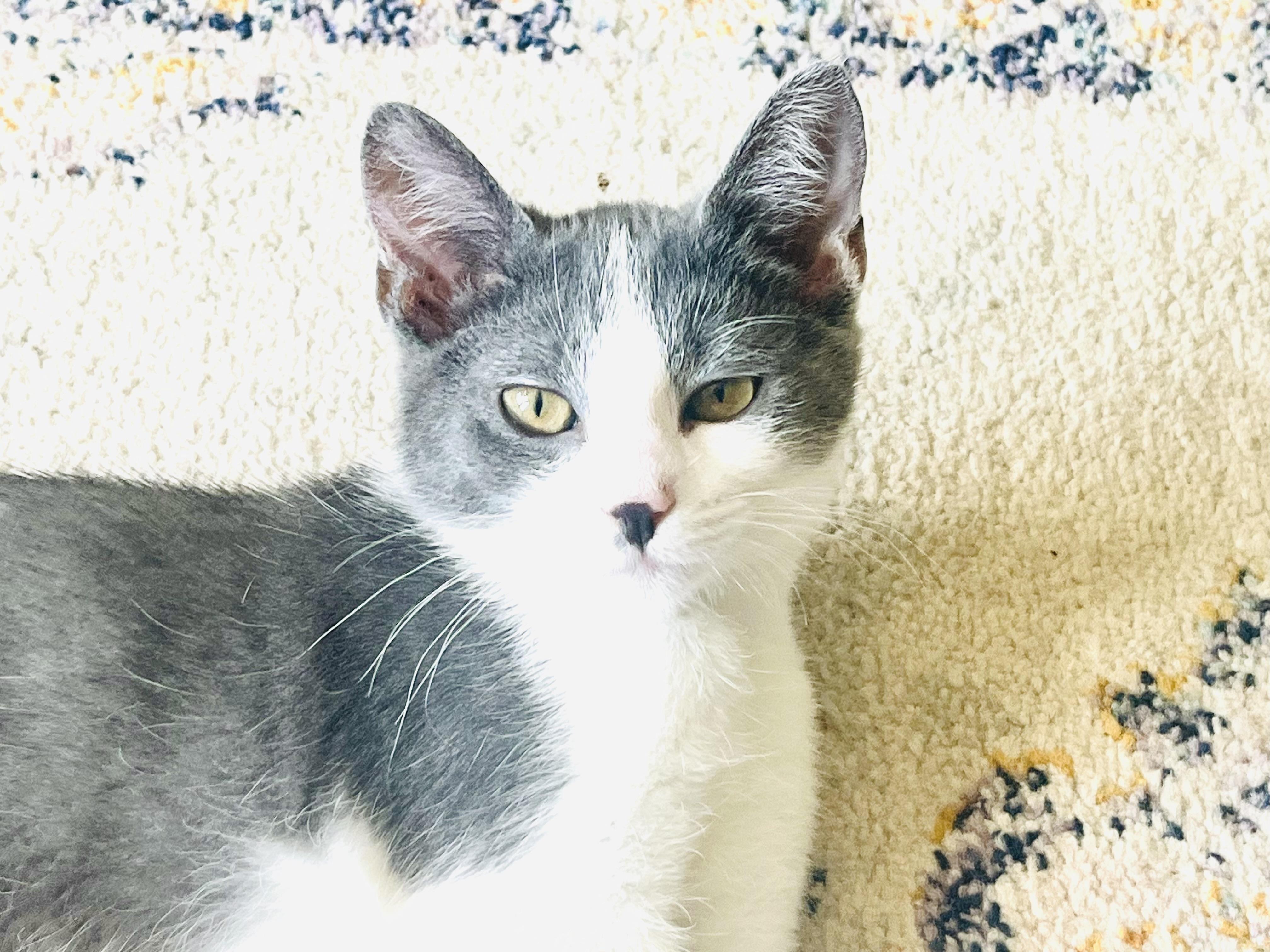 Nyx, Adopted, Kitten Male American Shorthair.