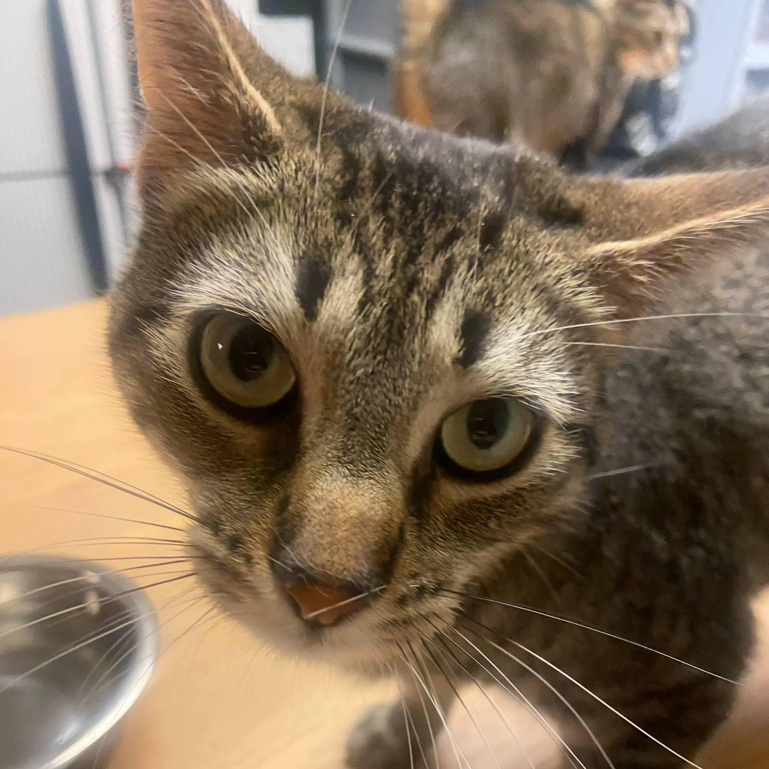 Miley, Adoptable, Young Female Tabby.