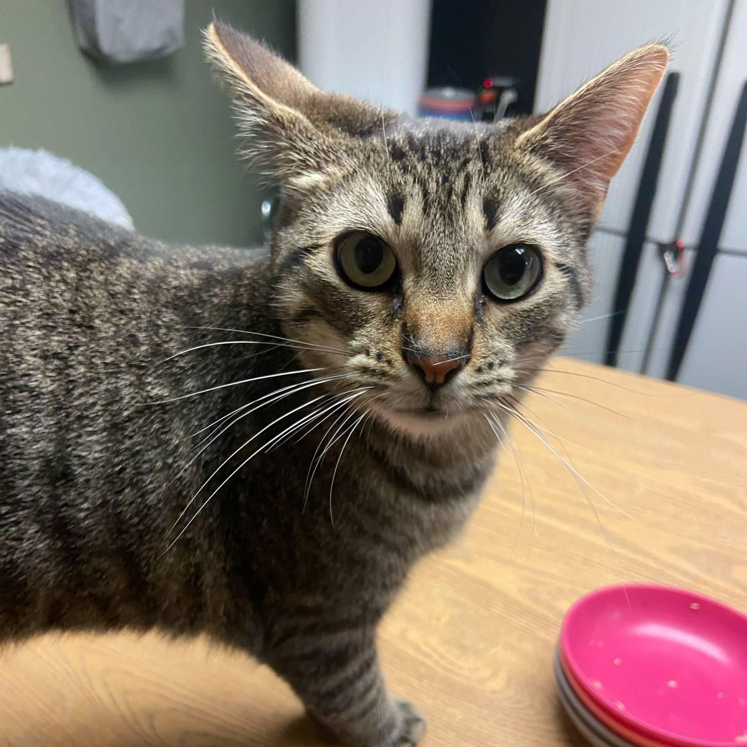 Enlarge Miley, a Adoptable Tabby in Grand Rapids, MI image 2/4