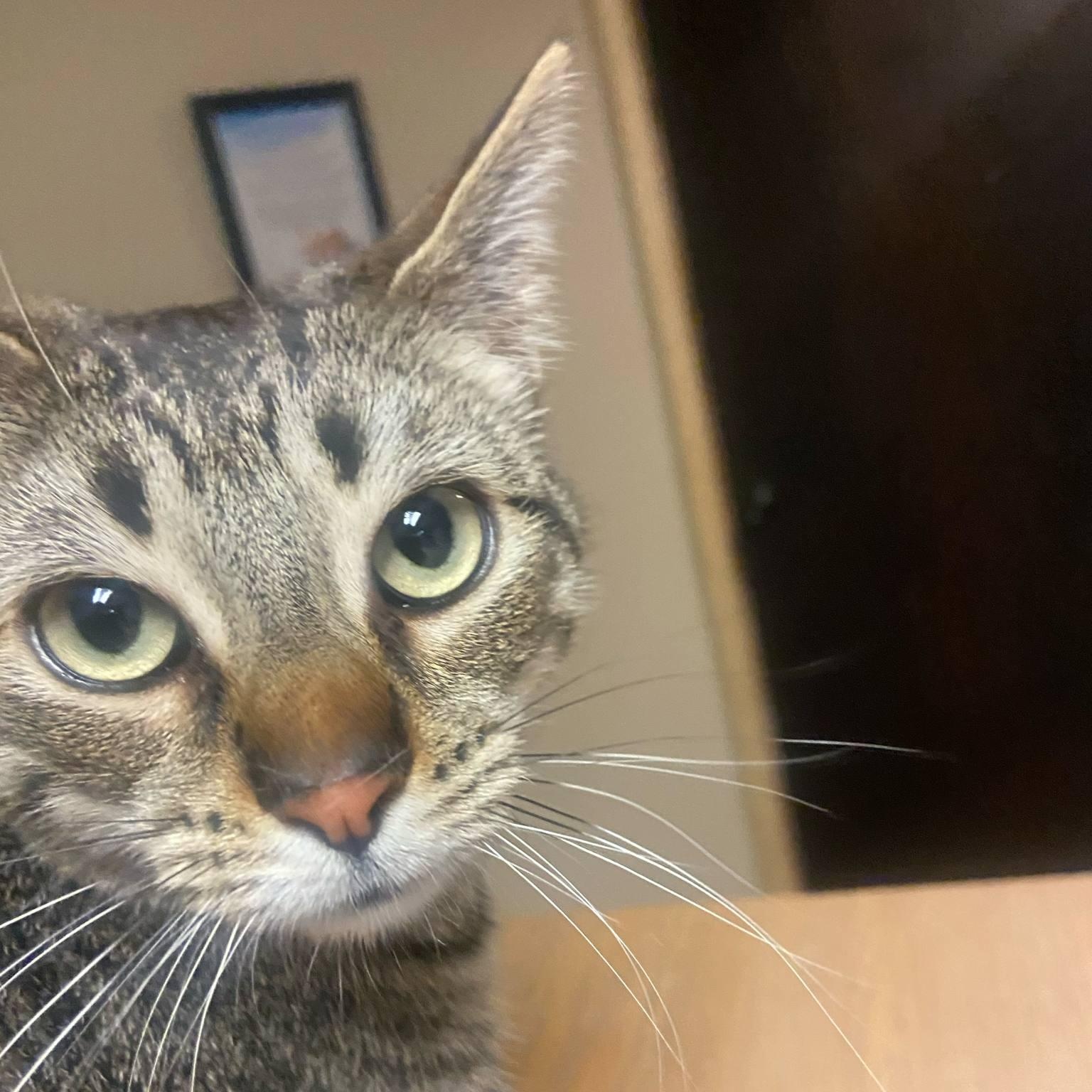 Enlarge Miley, a Adoptable Tabby in Grand Rapids, MI image 3/4