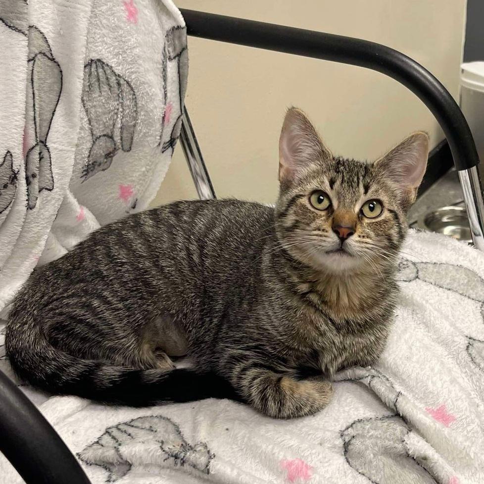 Enlarge Miley, a Adoptable Tabby in Grand Rapids, MI image 4/4