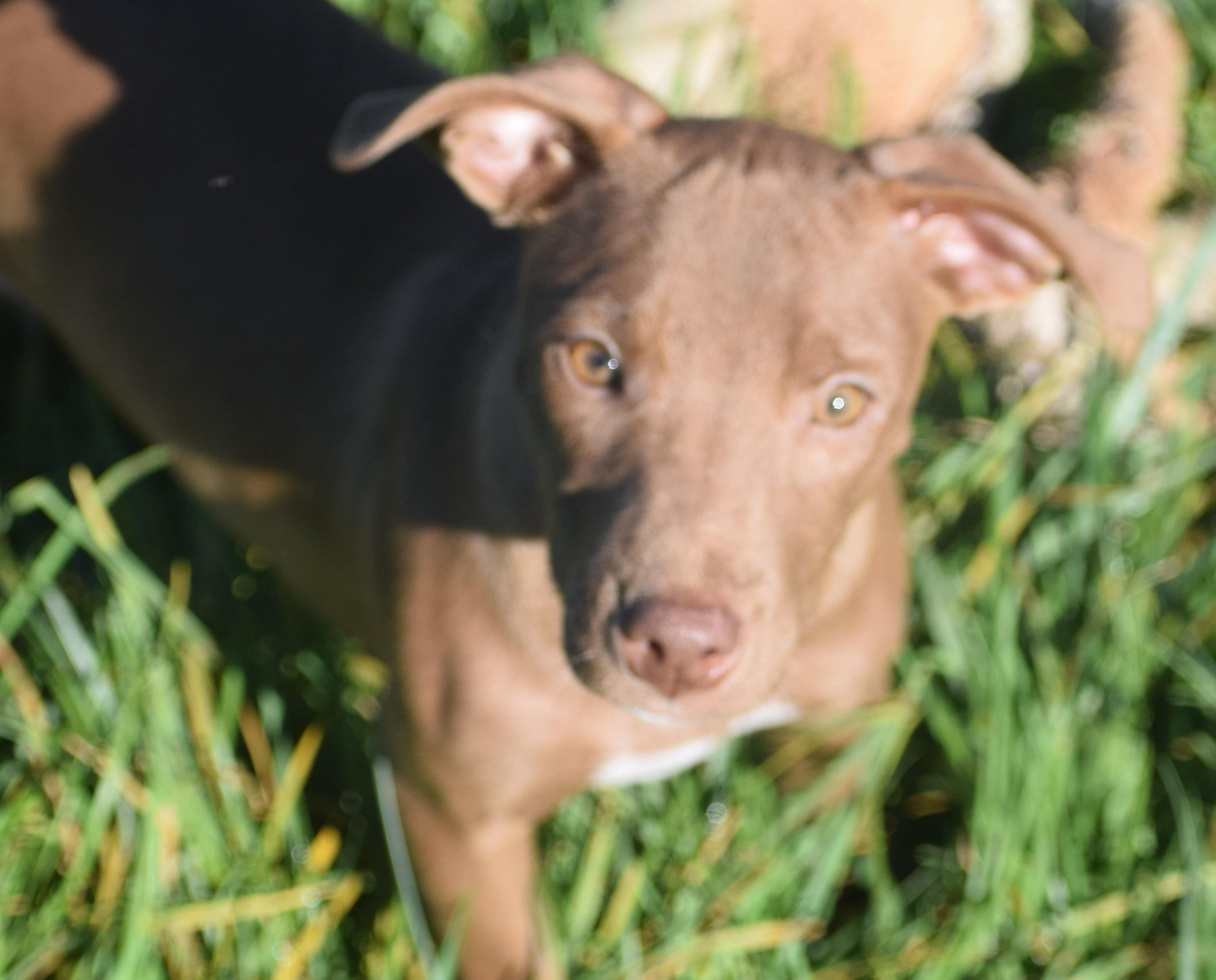 Enlarge Melvin-Available www.lhar.dog to apply, a Adoptable mixed breed in Frederick, MD image 1/5
