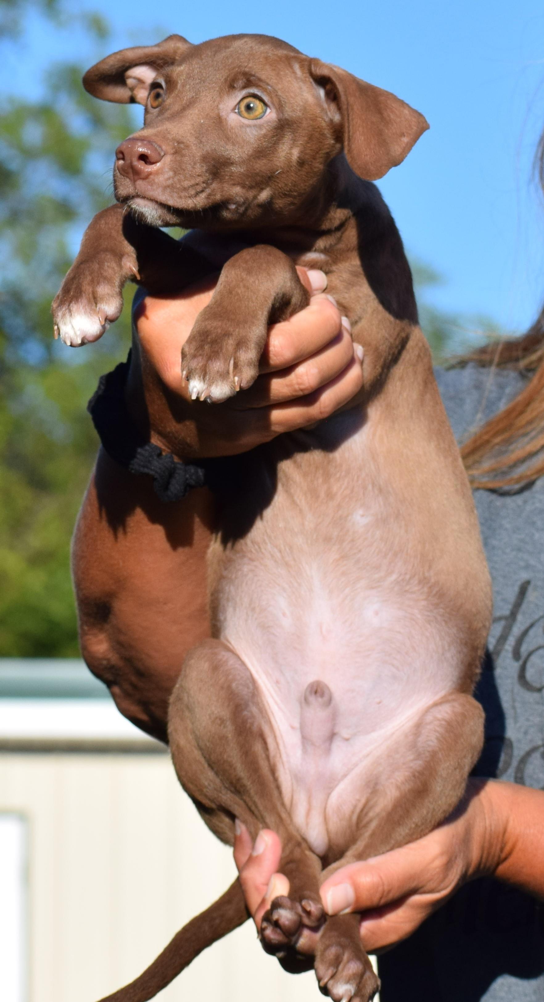 Enlarge Melvin-Available www.lhar.dog to apply, a Adoptable mixed breed in Frederick, MD image 4/6