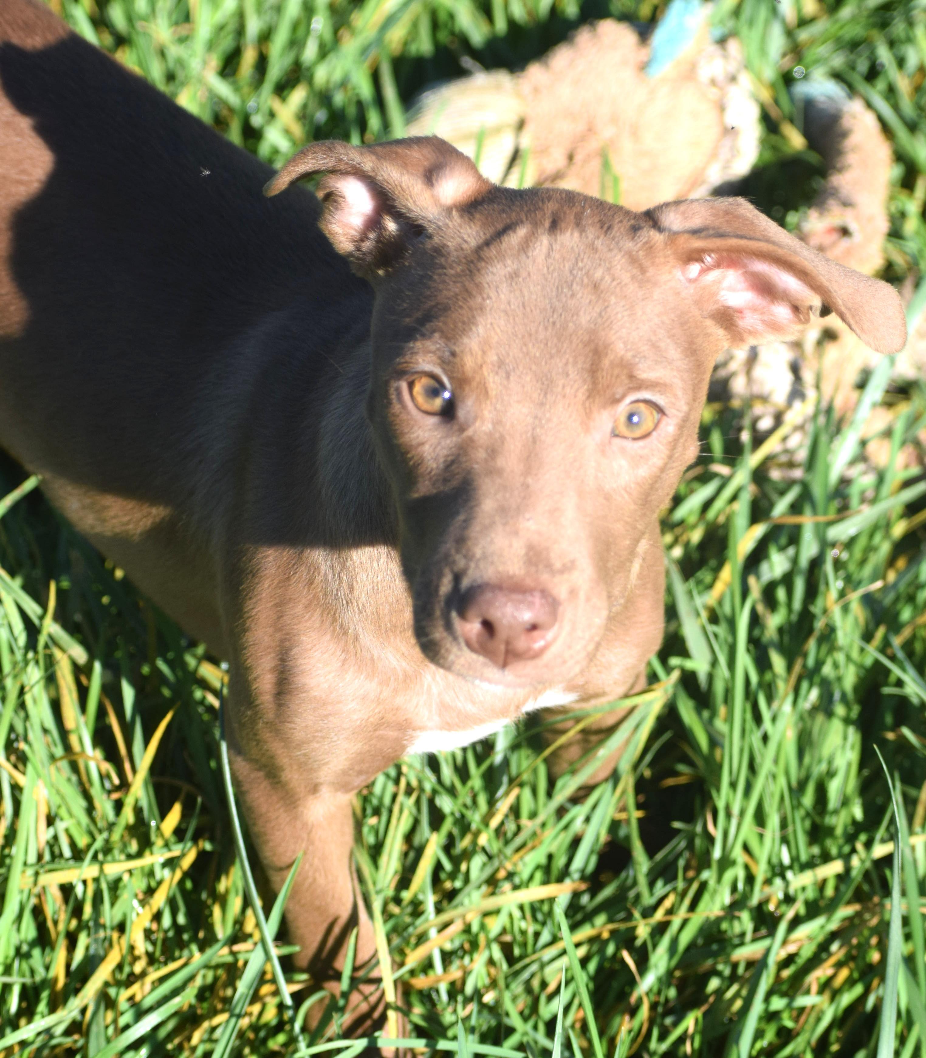 Enlarge Melvin-Available www.lhar.dog to apply, a Adoptable mixed breed in Frederick, MD image 4/5