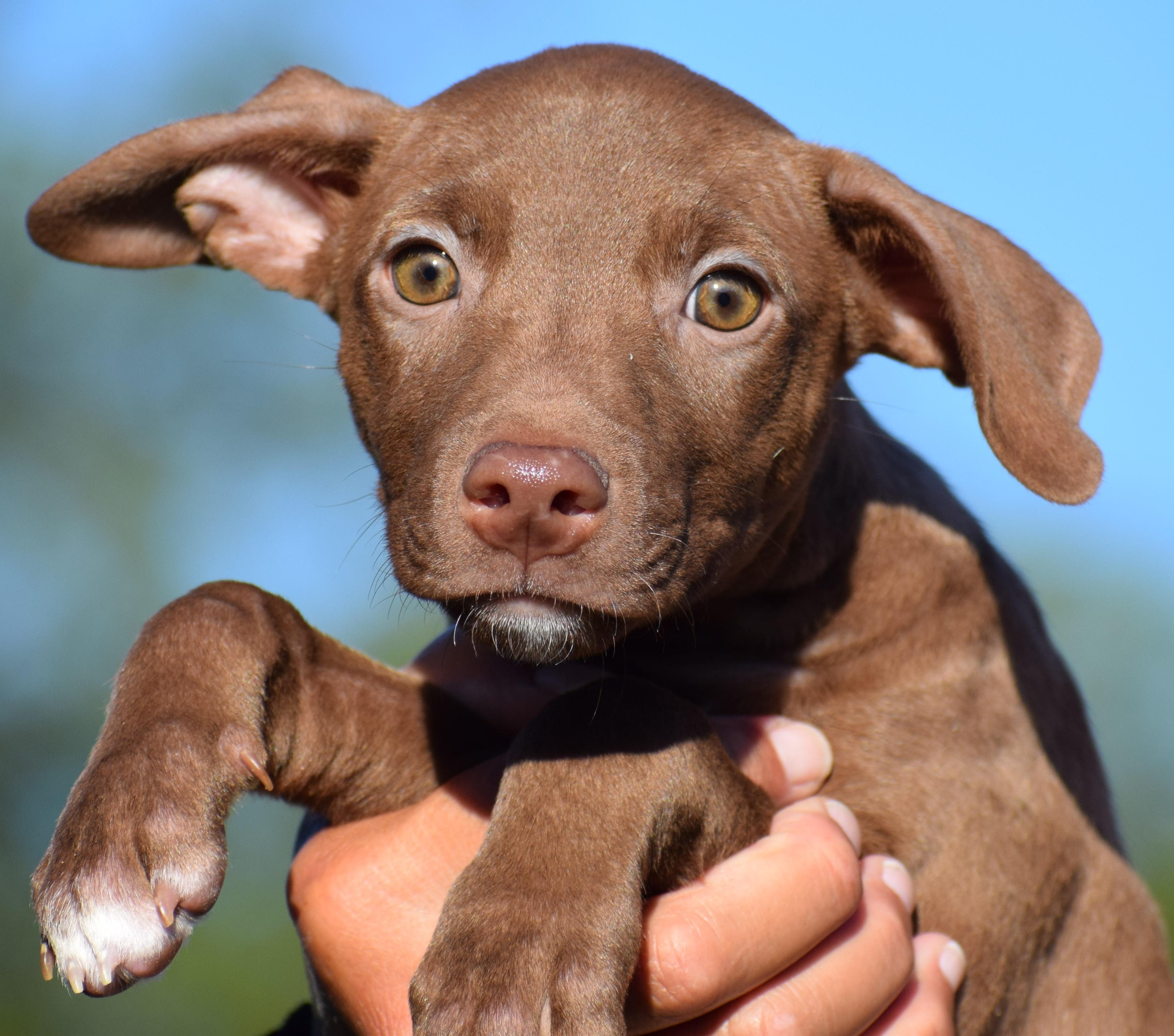 Enlarge Melvin-Available www.lhar.dog to apply, a Adoptable mixed breed in Frederick, MD image 3/6