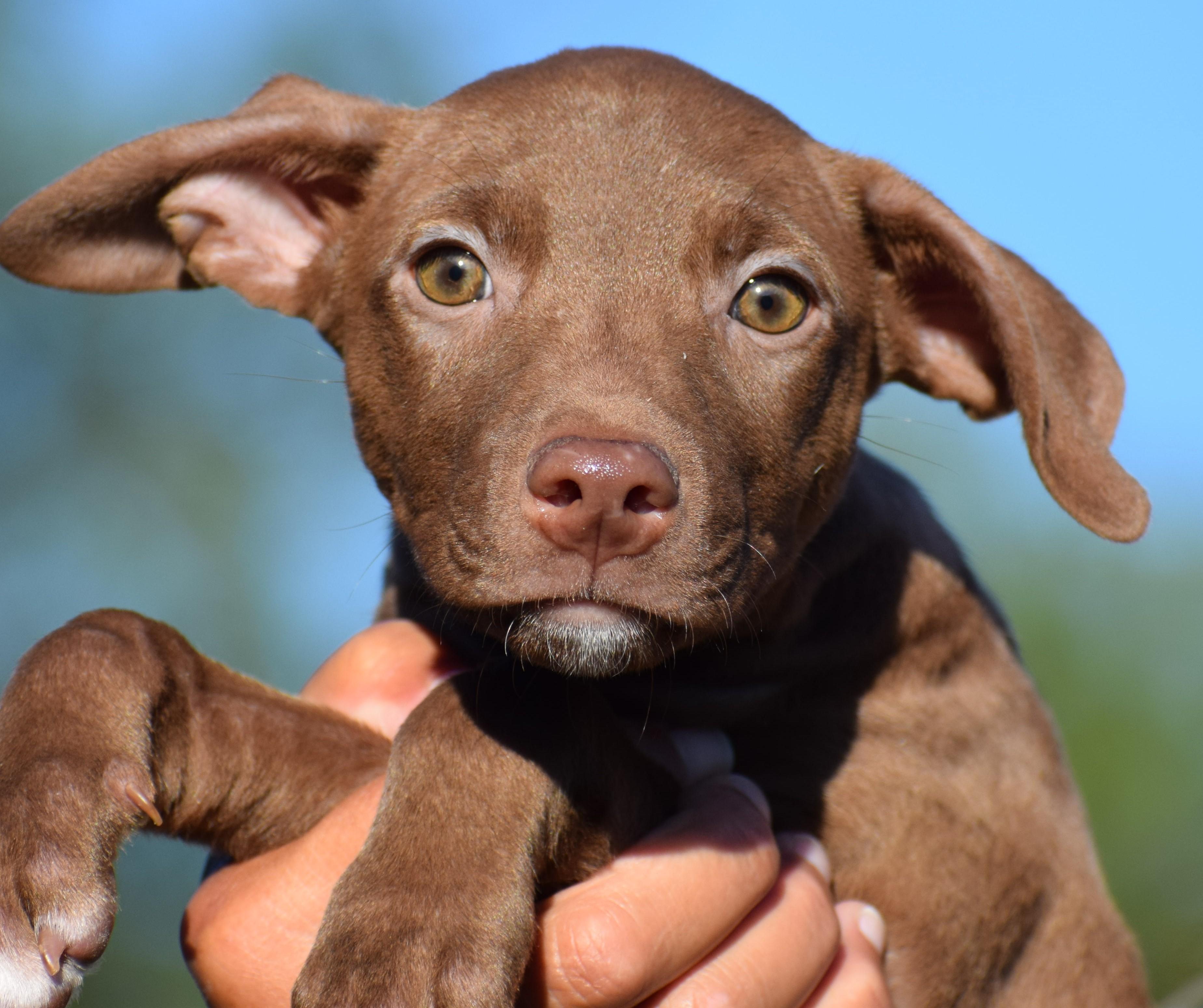 Enlarge Melvin-Available www.lhar.dog to apply, a Adoptable mixed breed in Frederick, MD image 6/6