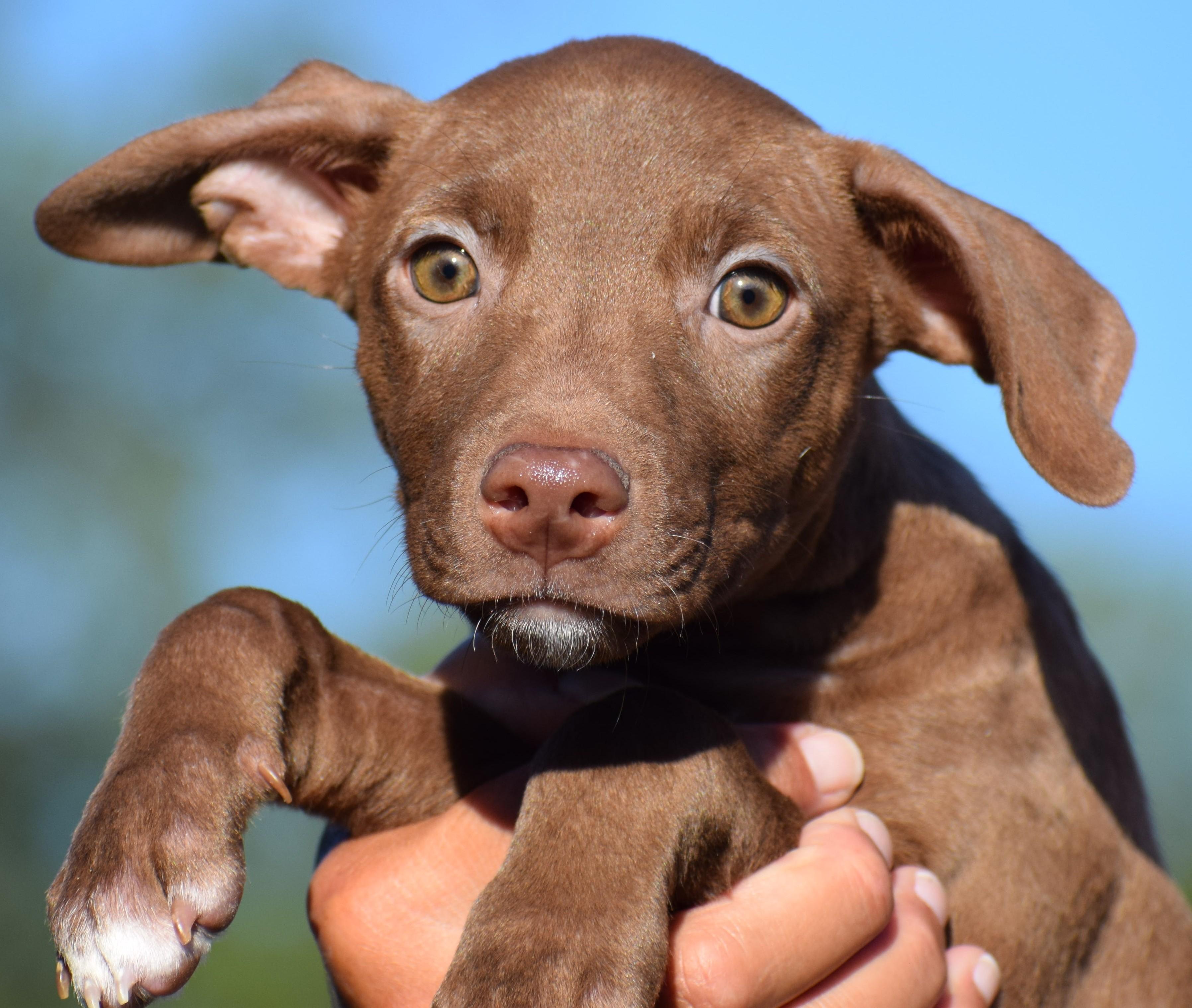 Enlarge Melvin-Available www.lhar.dog to apply, a Adoptable mixed breed in Frederick, MD image 2/6