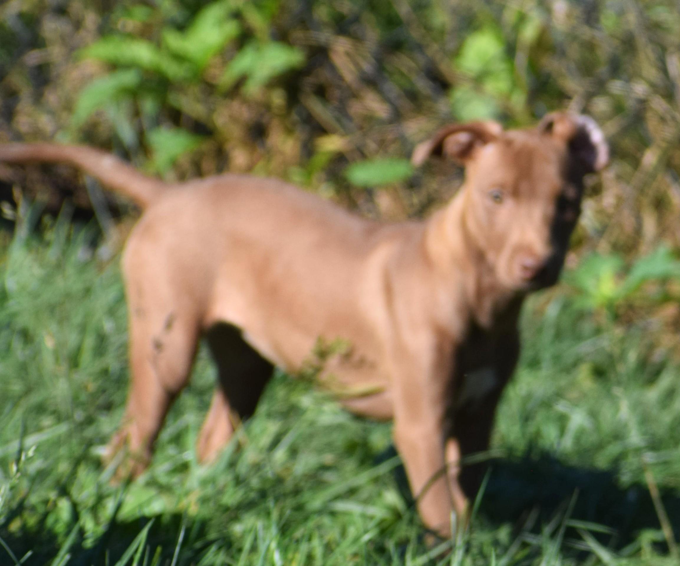 Enlarge Melvin-Available www.lhar.dog to apply, a Adoptable mixed breed in Frederick, MD image 2/5