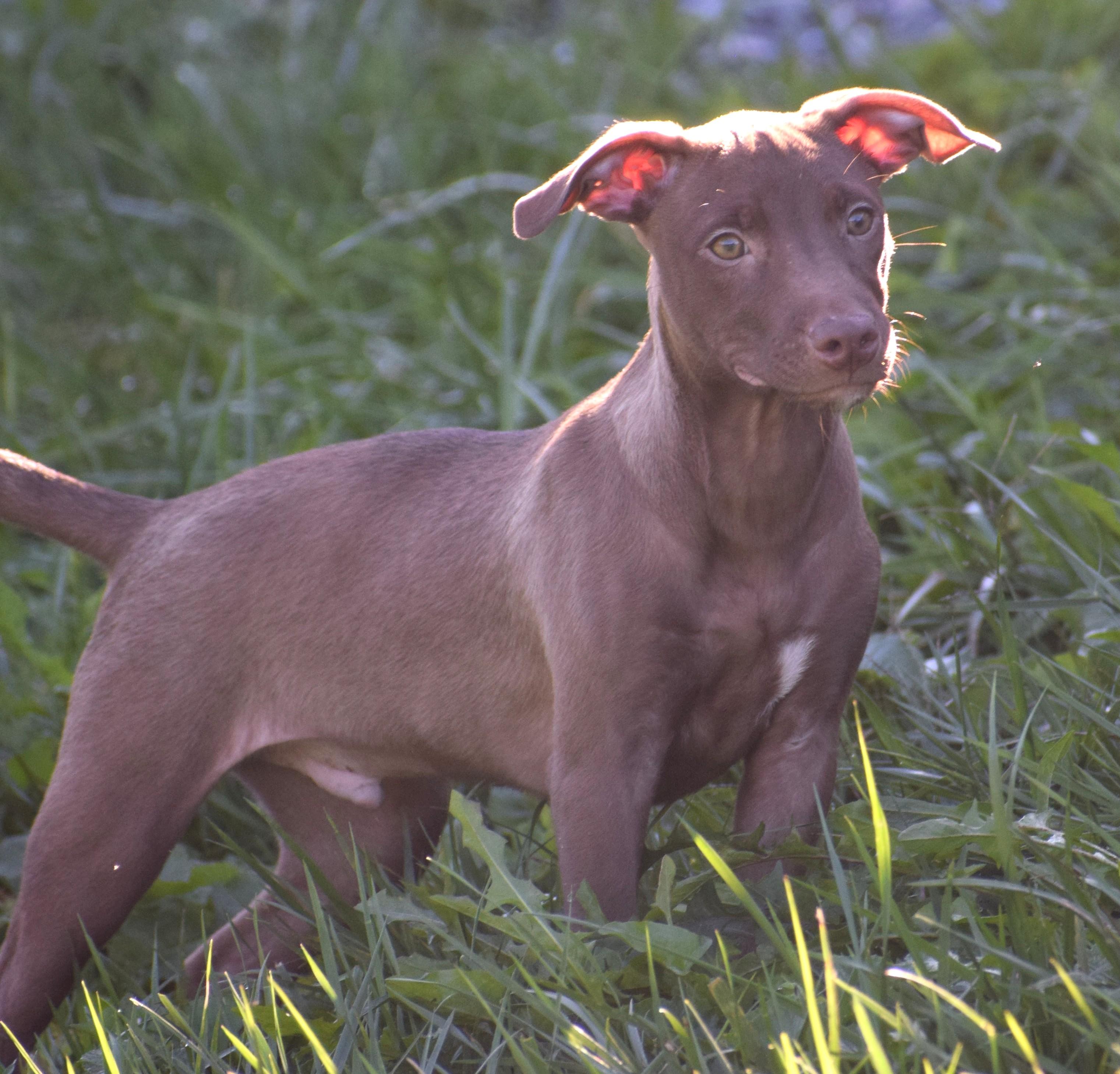 Enlarge Melvin-Available www.lhar.dog to apply, a Adoptable mixed breed in Frederick, MD image 3/5