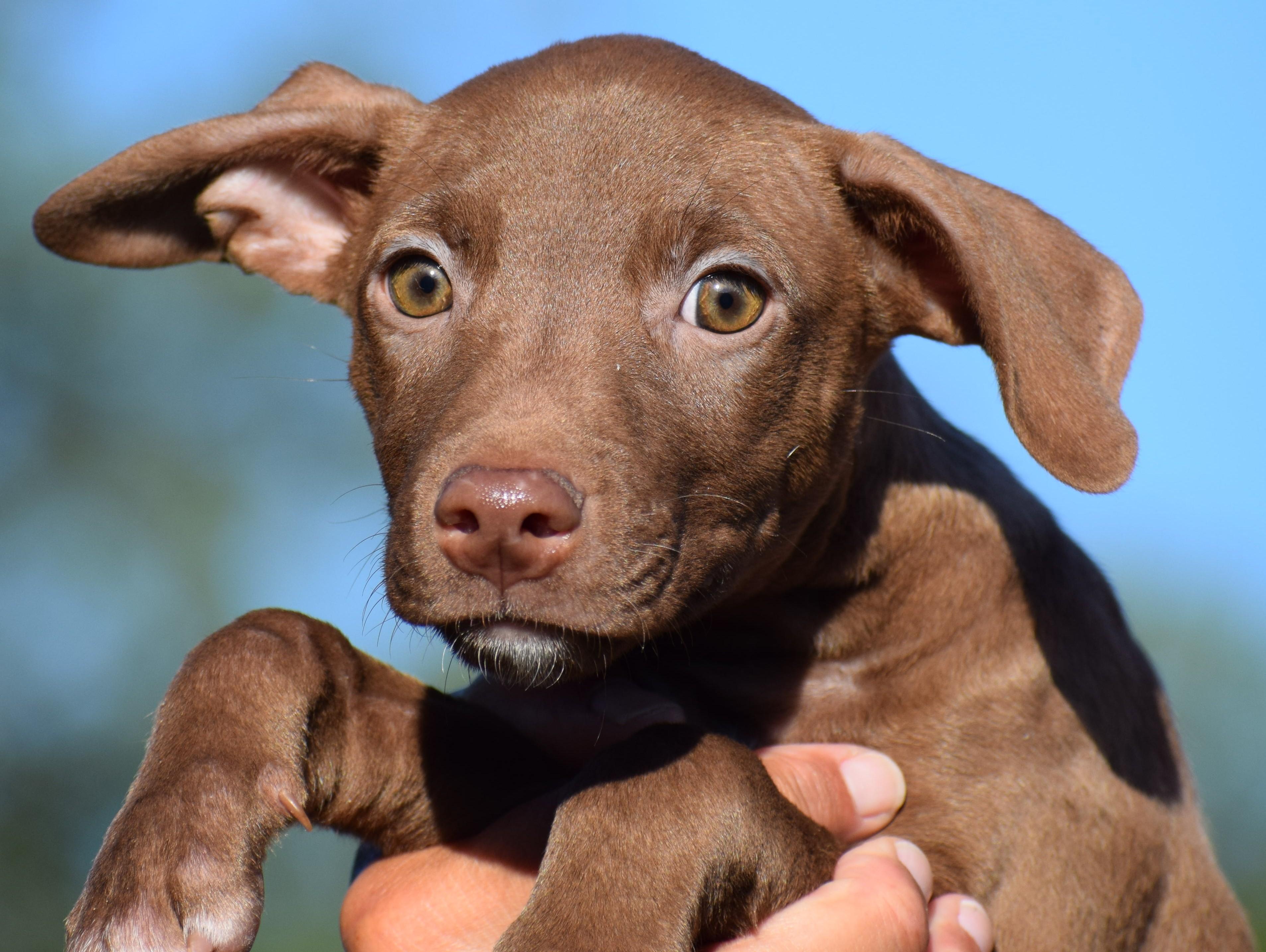 Enlarge Melvin-Available www.lhar.dog to apply, a Adoptable mixed breed in Frederick, MD image 1/6