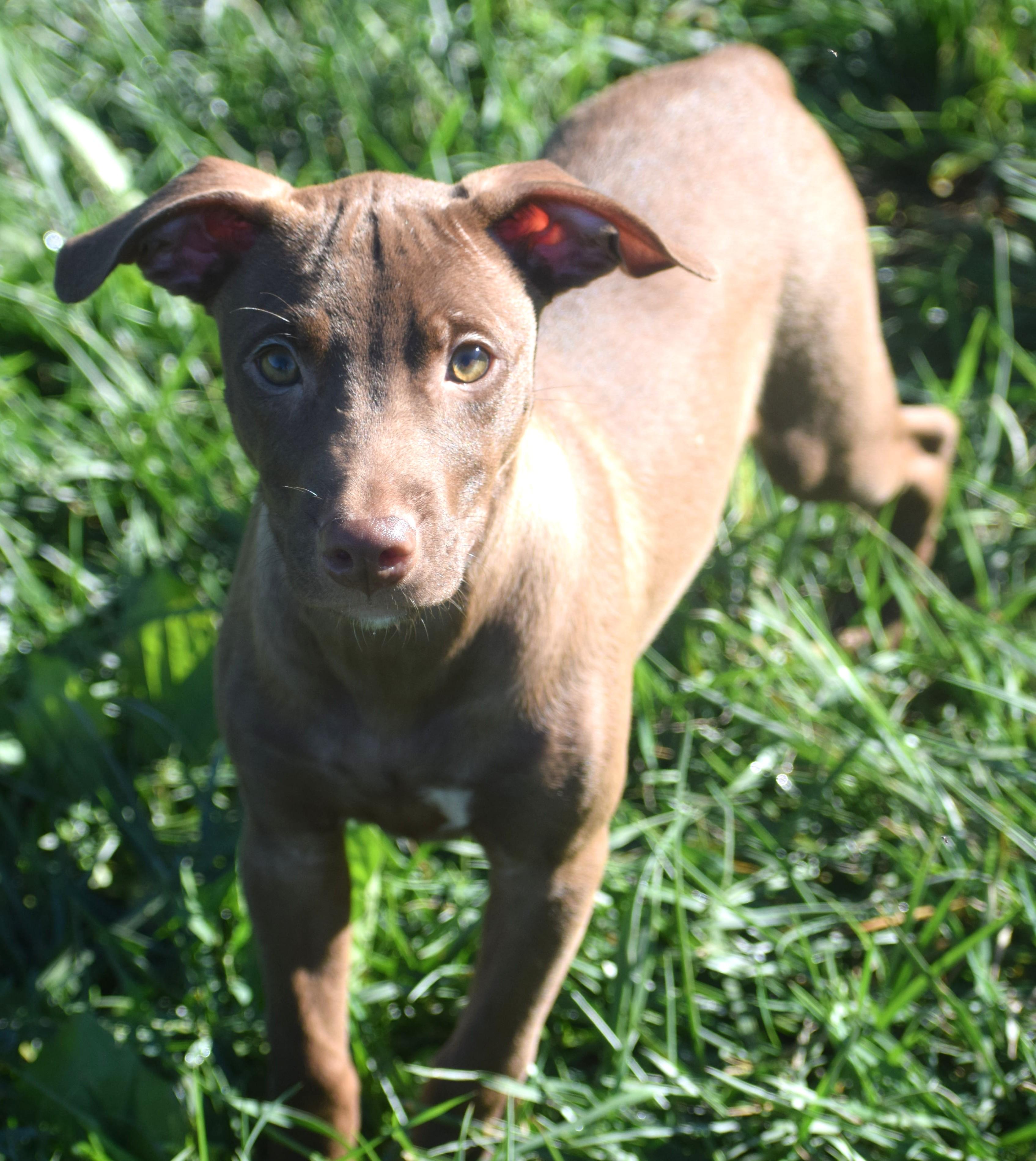 Enlarge Melvin-Available www.lhar.dog to apply, a Adoptable mixed breed in Frederick, MD image 5/5