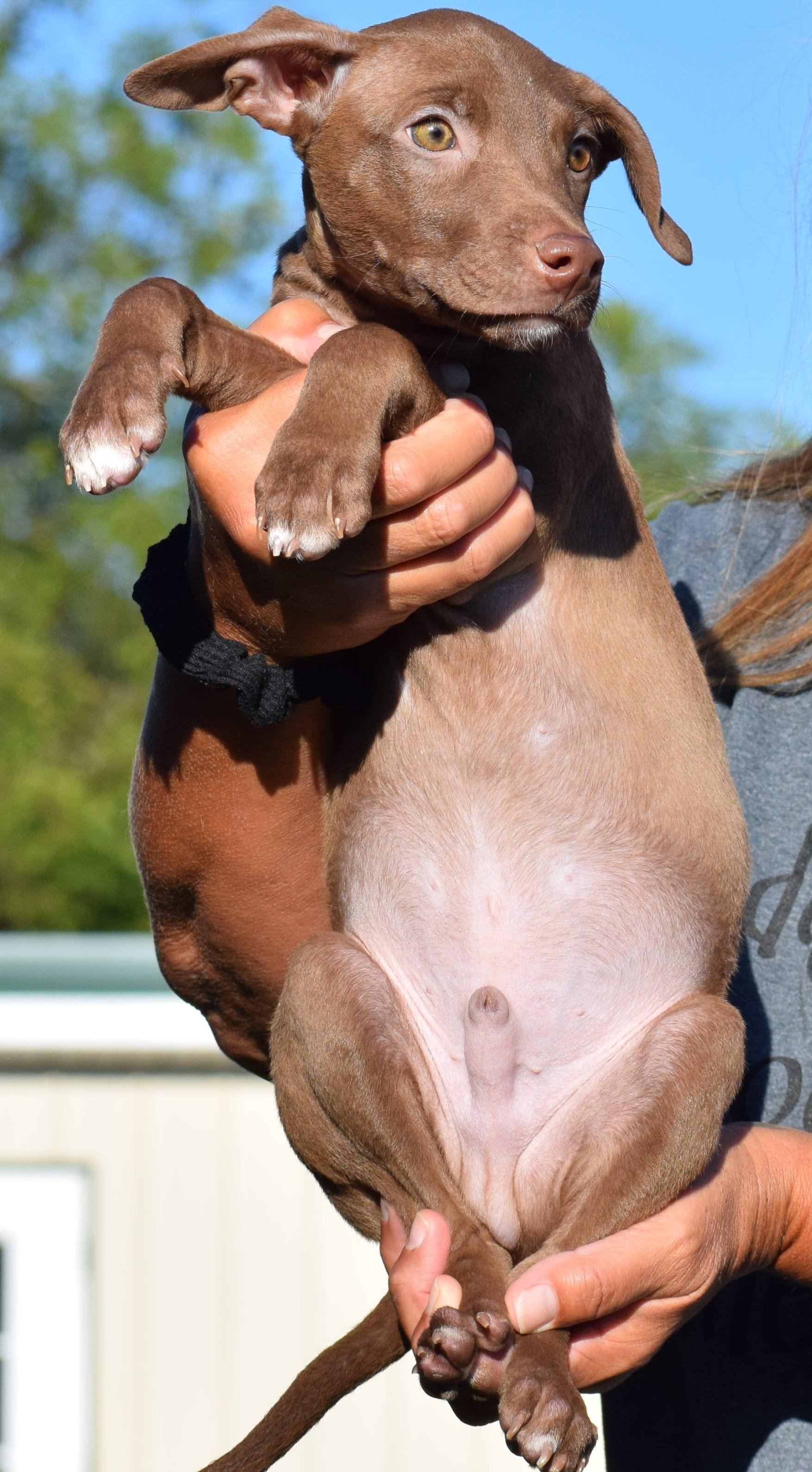 Enlarge Melvin-Available www.lhar.dog to apply, a Adoptable mixed breed in Frederick, MD image 5/6