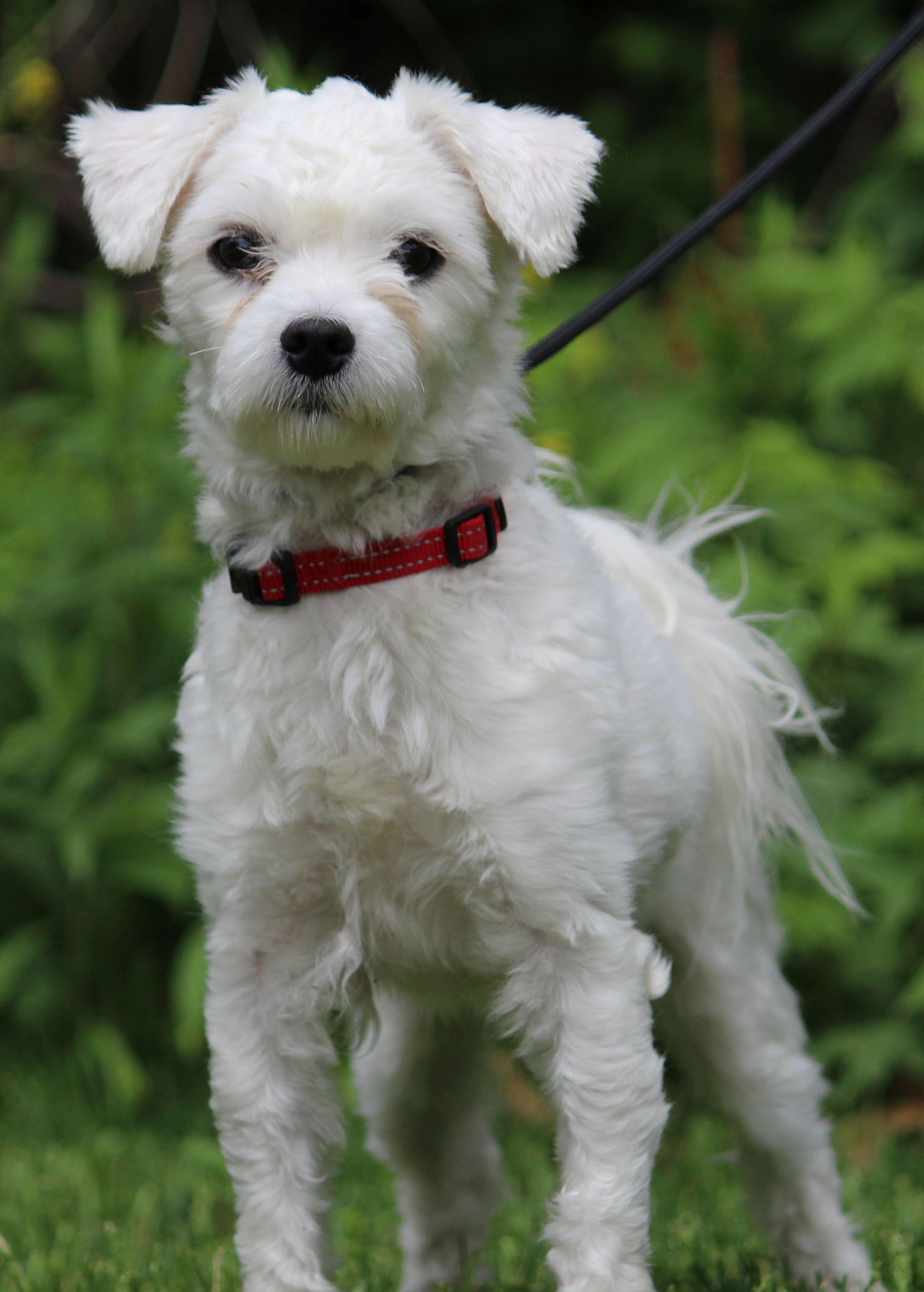 Milo, ADOPTABLE, Young Male Maltese & Poodle.