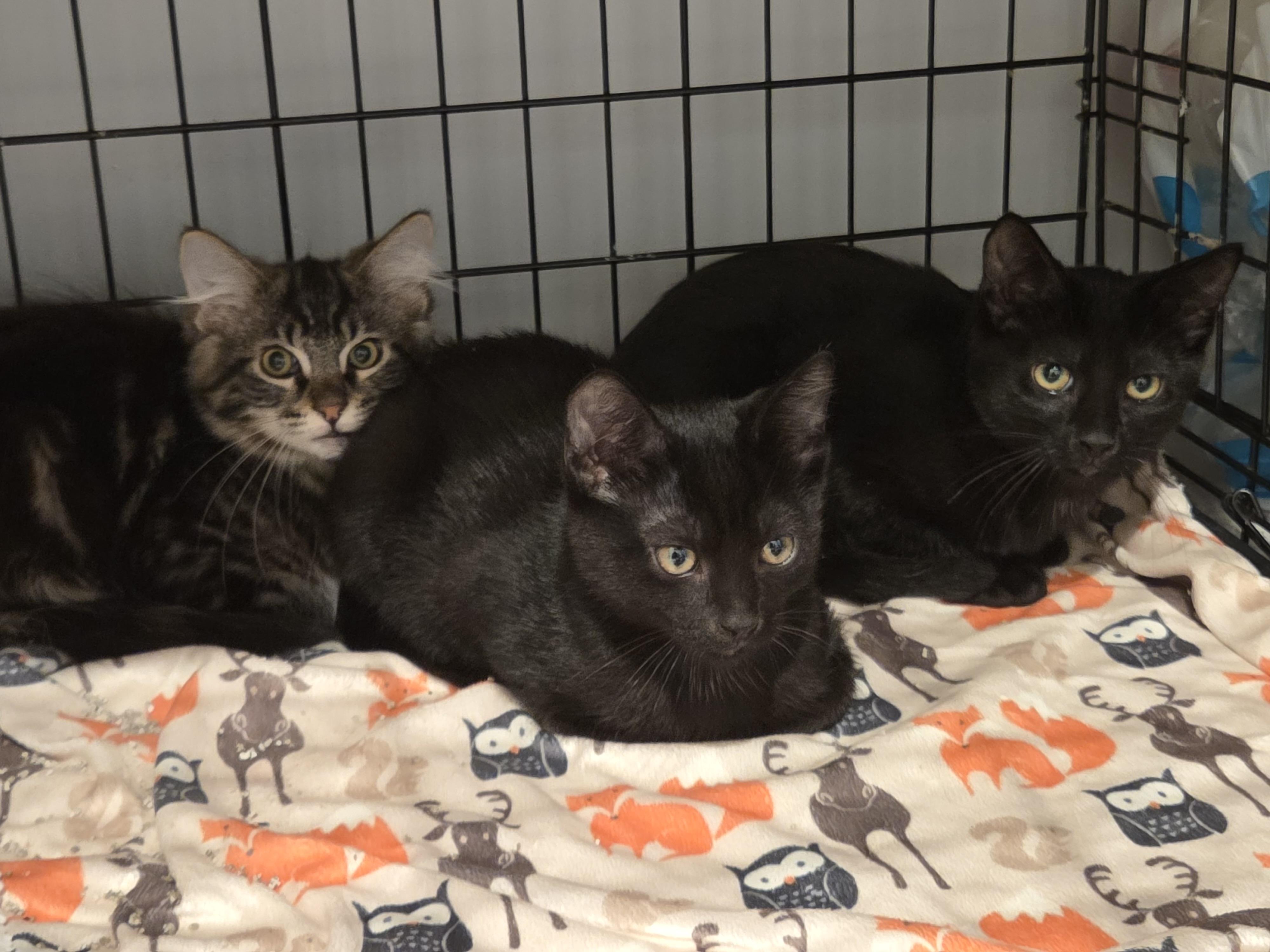 Enlarge Sparrow, a Adoptable mixed breed in Rochester Hills, MI image 4/5