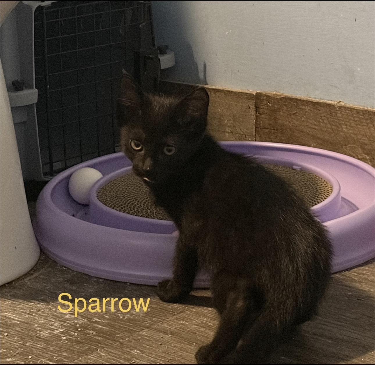 Enlarge Sparrow, a Adoptable mixed breed in Rochester Hills, MI image 5/5
