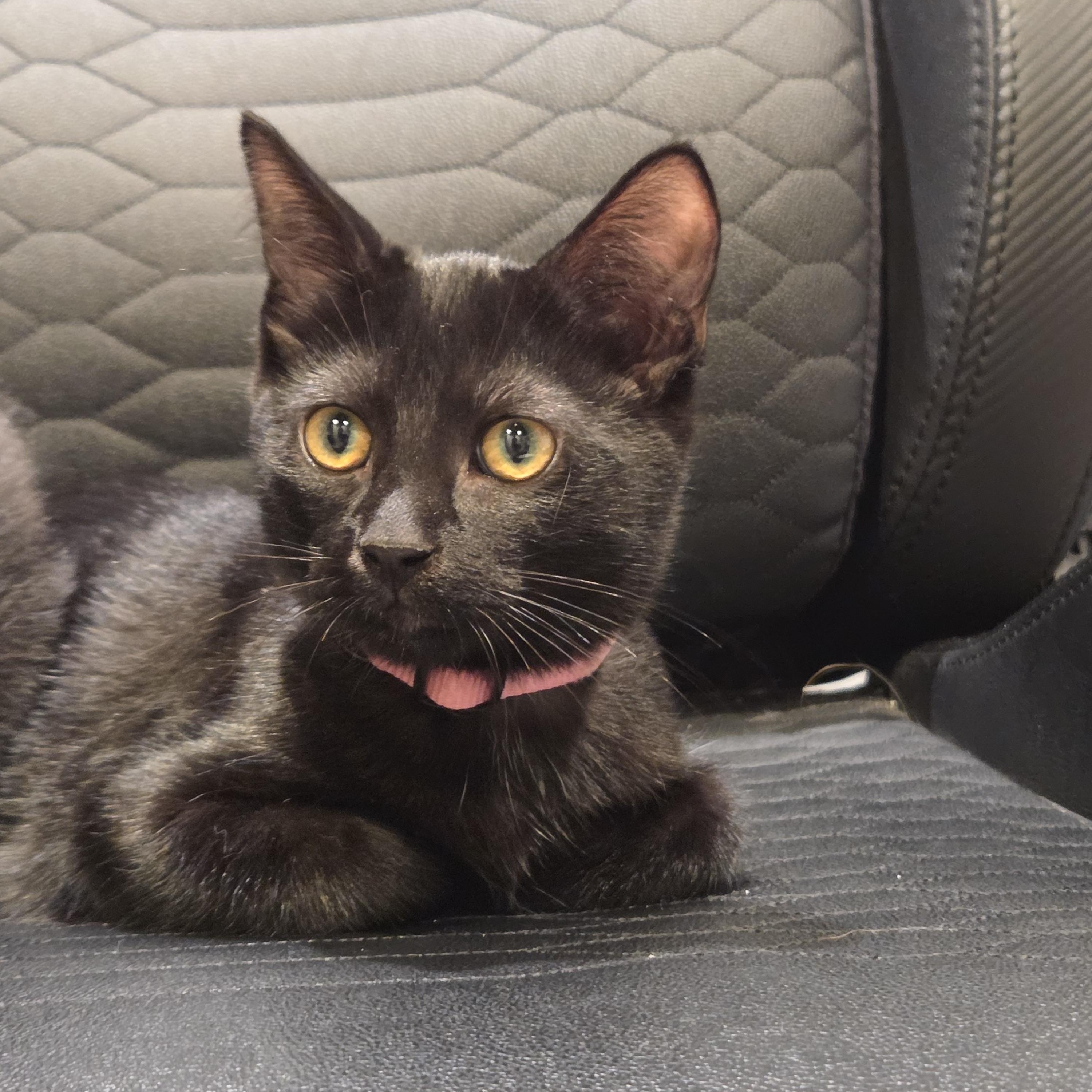 Enlarge Sparrow, a Adoptable mixed breed in Rochester Hills, MI image 2/5