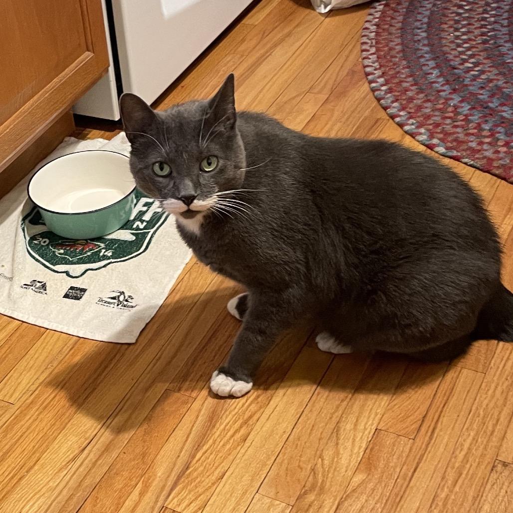 Enlarge HuiHui (Grey in Chinese), a Adoptable Domestic Short Hair in Rochester, MN image 1/4