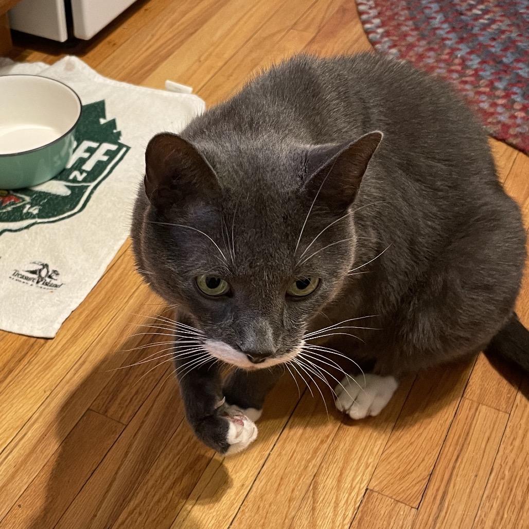 Enlarge HuiHui (Grey in Chinese), a Adoptable Domestic Short Hair in Rochester, MN image 2/4