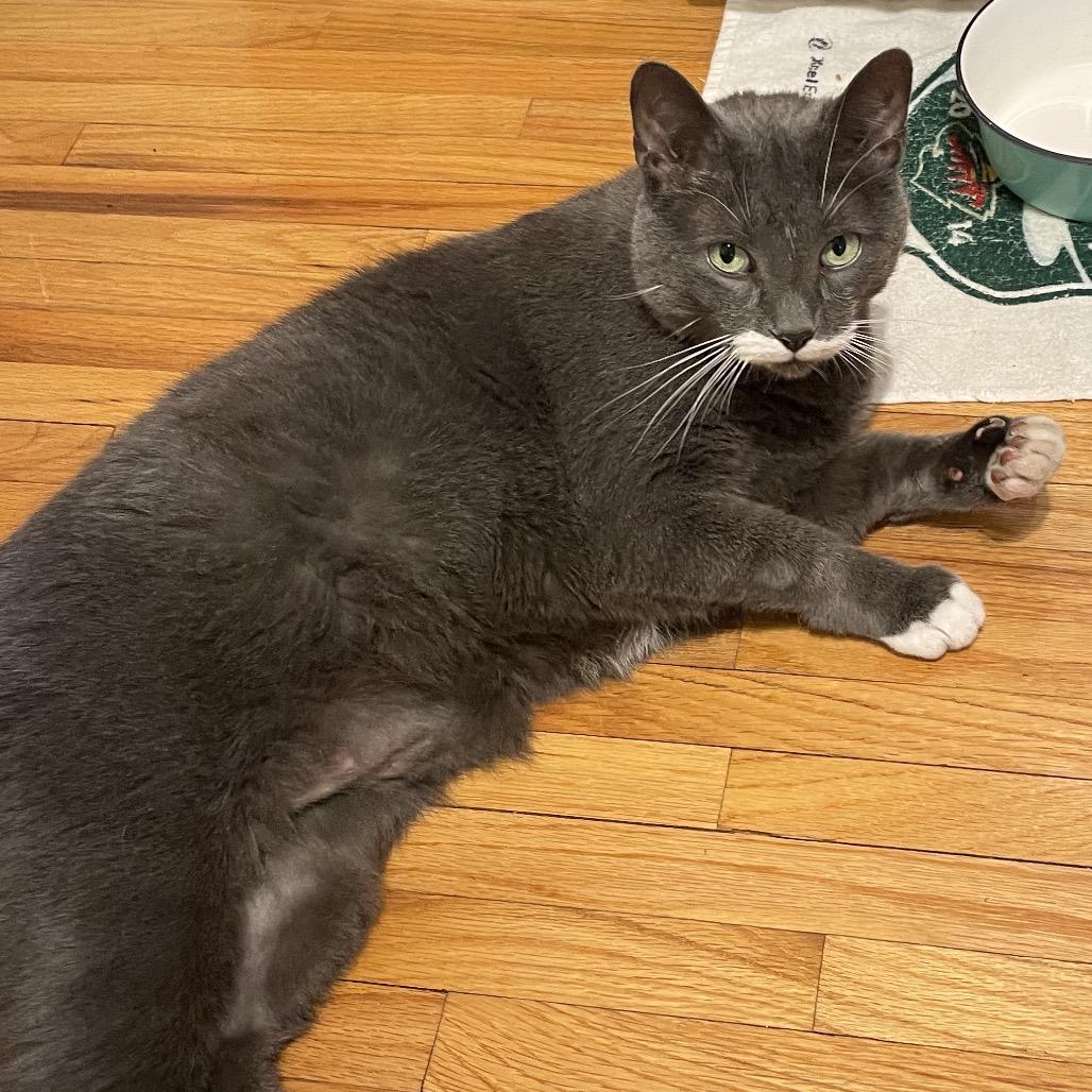 Enlarge HuiHui (Grey in Chinese), a Adoptable Domestic Short Hair in Rochester, MN image 3/4