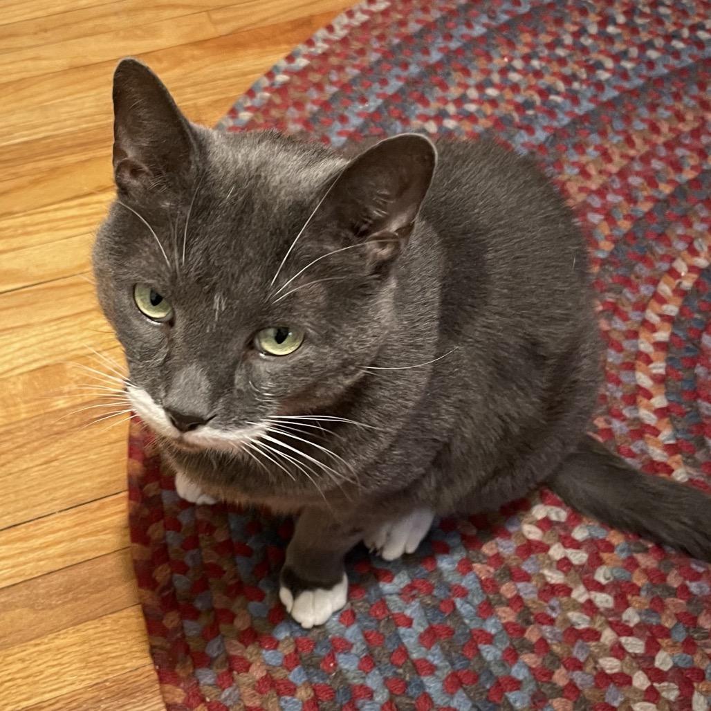 Enlarge HuiHui (Grey in Chinese), a Adoptable Domestic Short Hair in Rochester, MN image 4/4