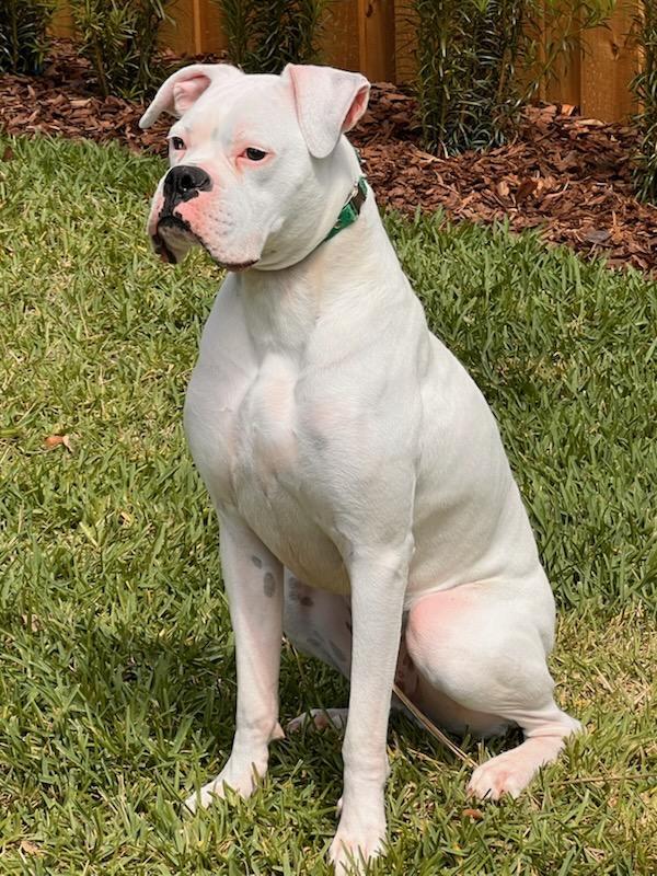 Boomer F25-013, Adopted, Young Male Boxer.