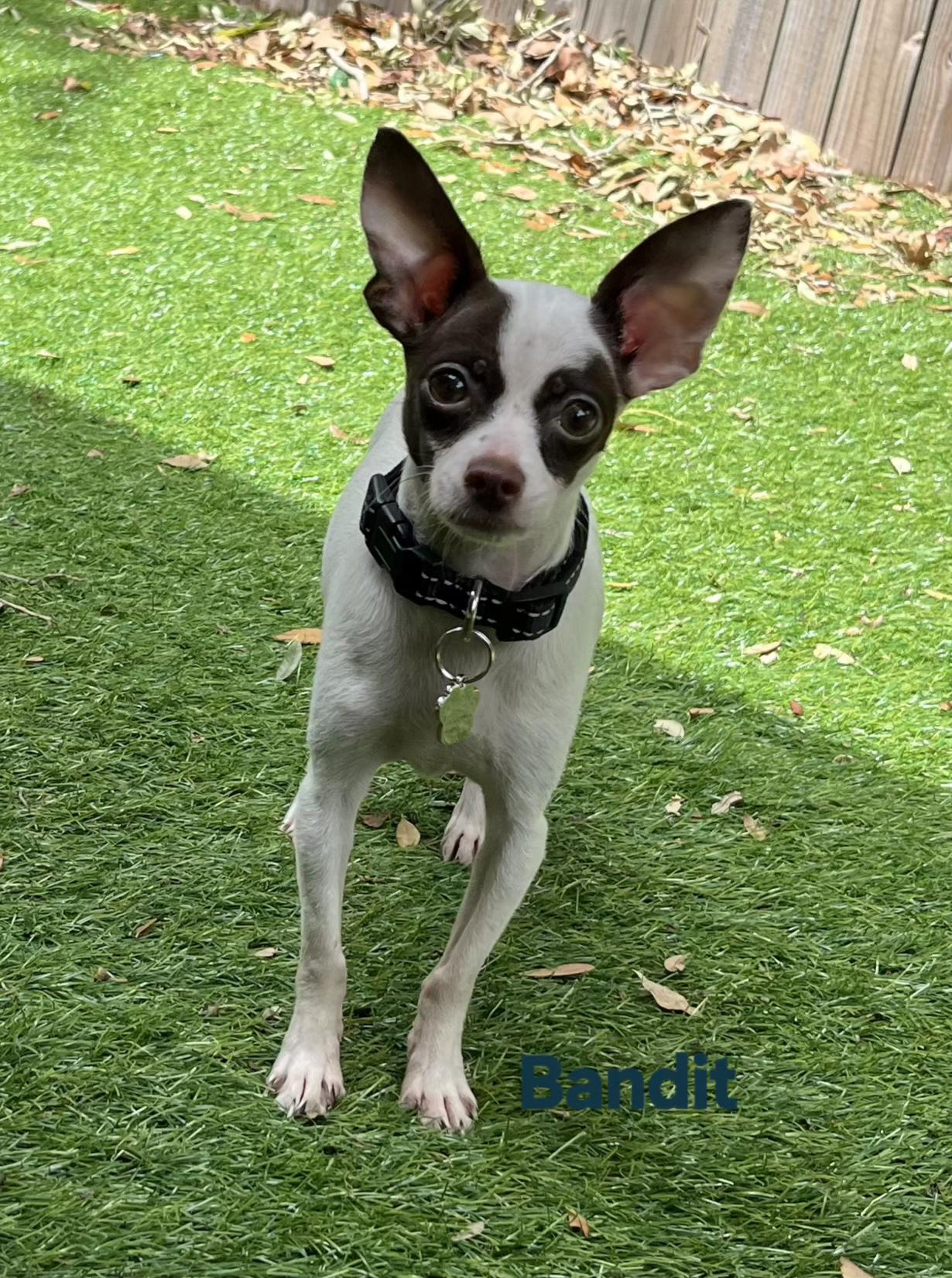 Bandit, adopted, Puppy Male Chihuahua.
