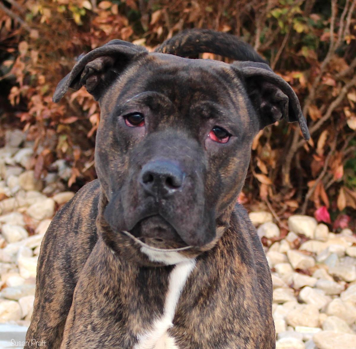 Enlarge Zuko, a ADOPTABLE mixed breed in Bedford, VA image 1/3