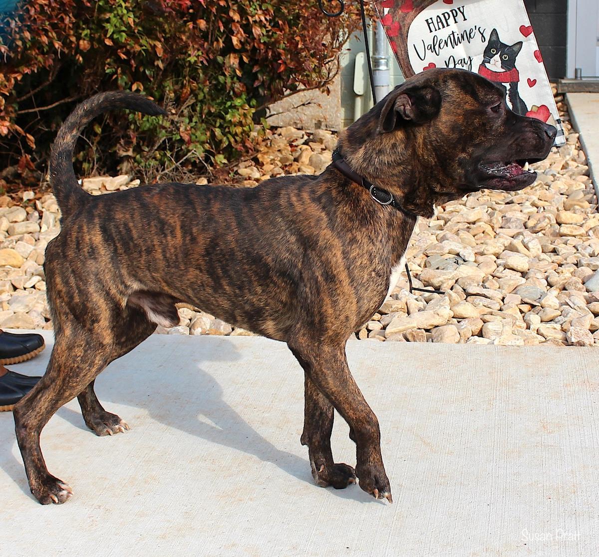 Enlarge Zuko, a ADOPTABLE mixed breed in Bedford, VA image 2/3