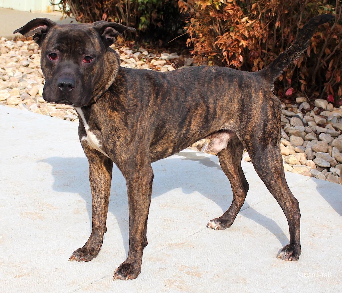 Enlarge Zuko, a ADOPTABLE mixed breed in Bedford, VA image 3/3