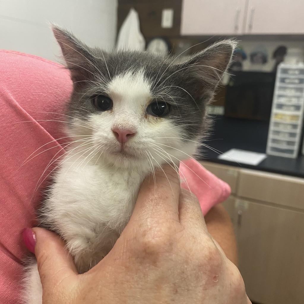 Pecan, Adoptable, Adult Female Domestic Short Hair.