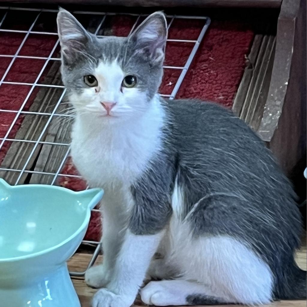 Pecan, a Adoptable Domestic Short Hair image 2/3